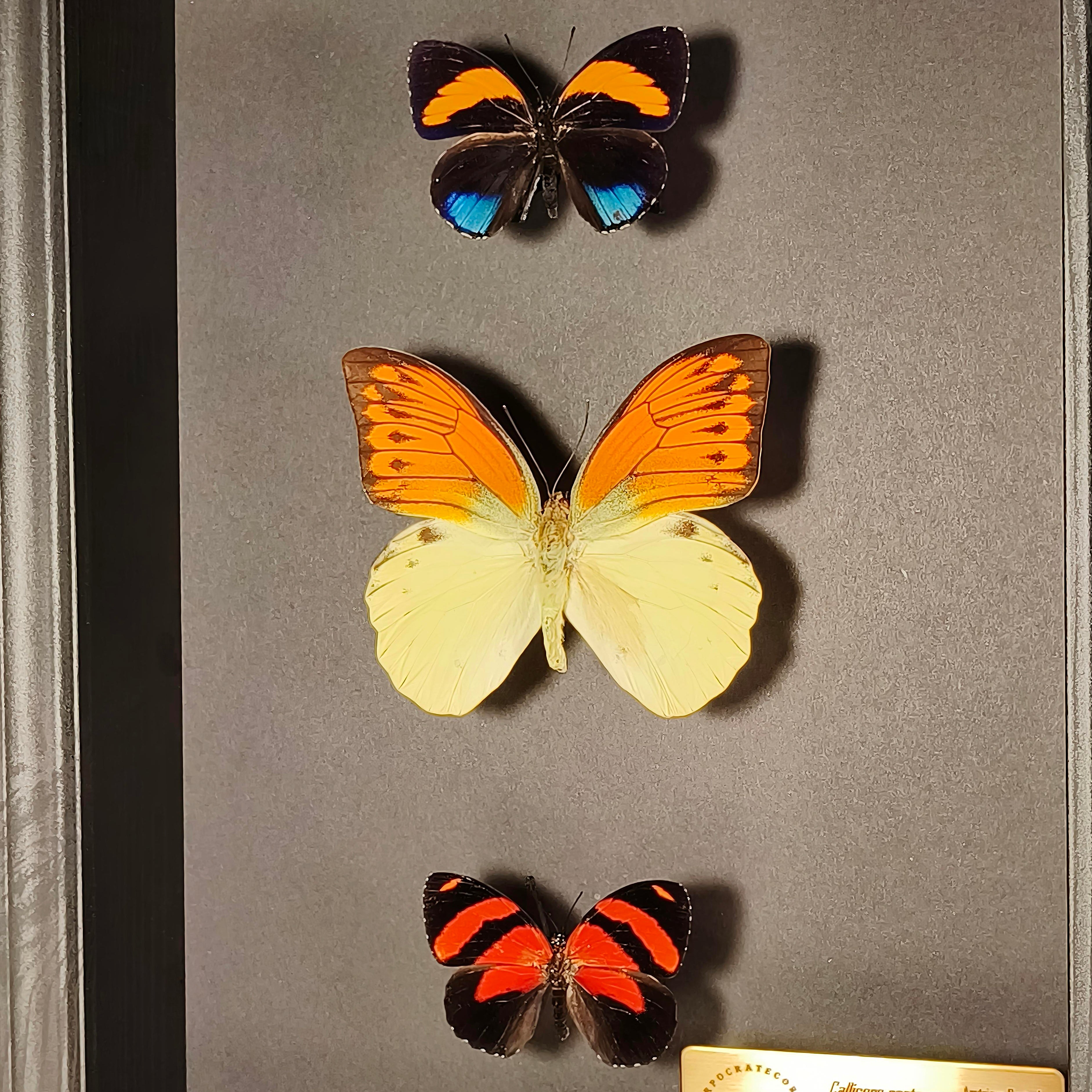 Premium - Callicore pastazza, Hebomoia leucippe, Callicore cynosura