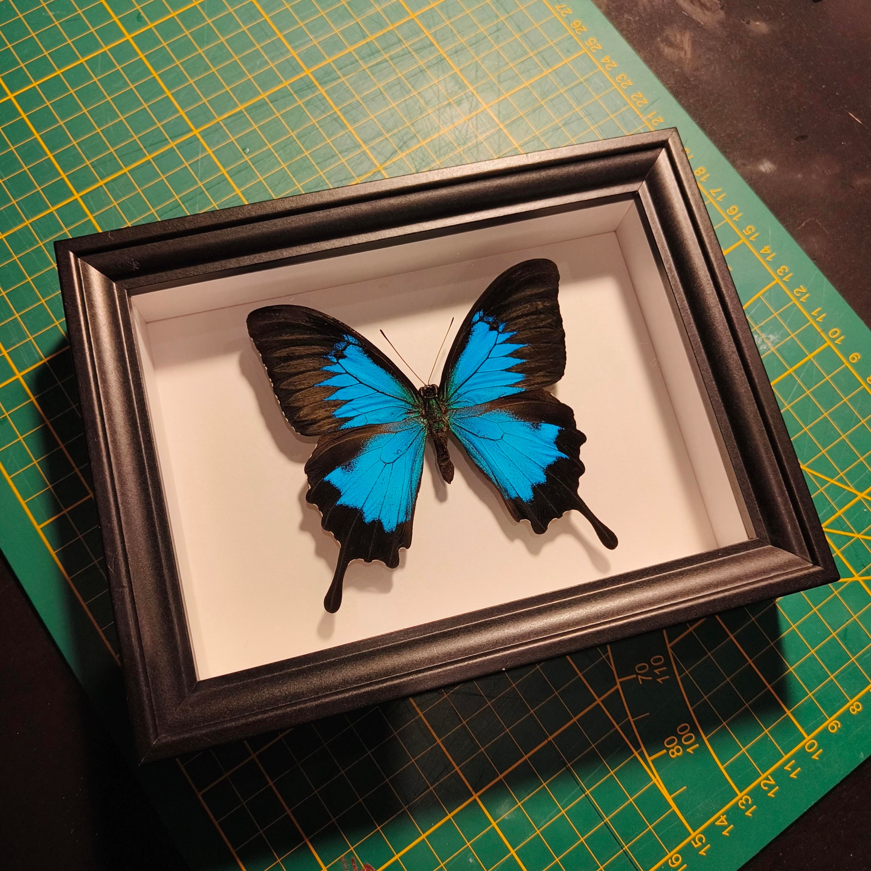 Commande personnalisée (6 cadres)