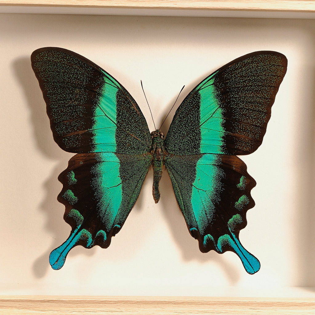 Papilio blumei