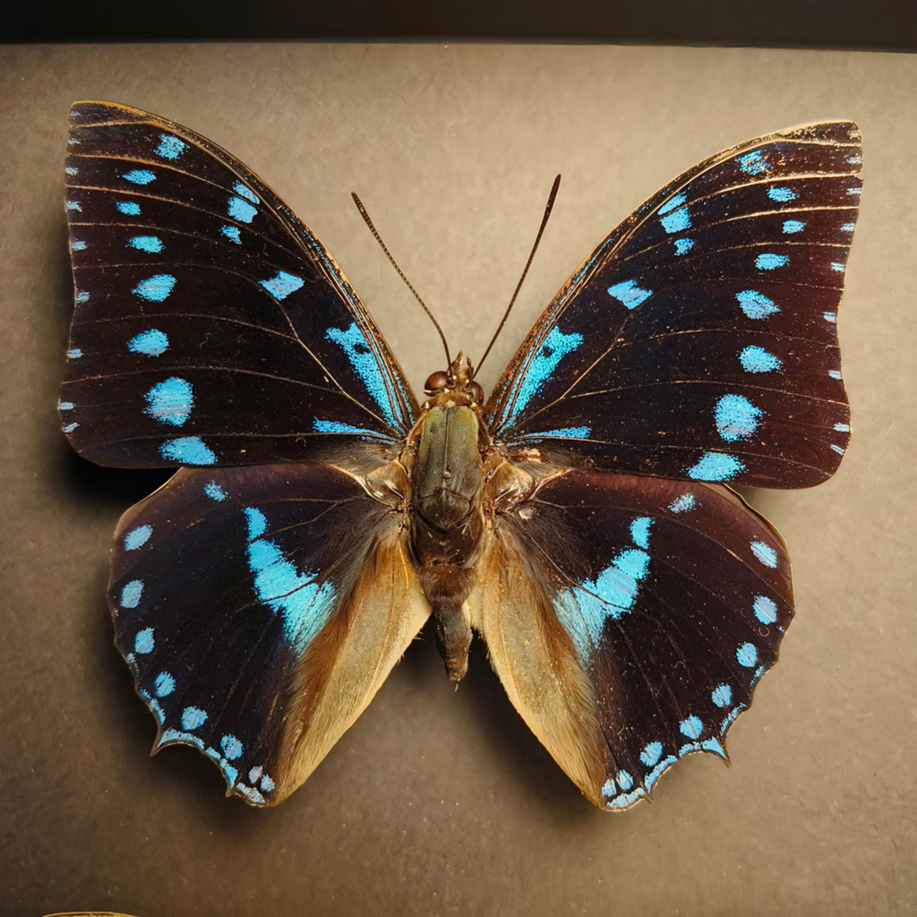 Premium - Charaxes ameliae, Phoebis philea, Archaeoprepona meander
