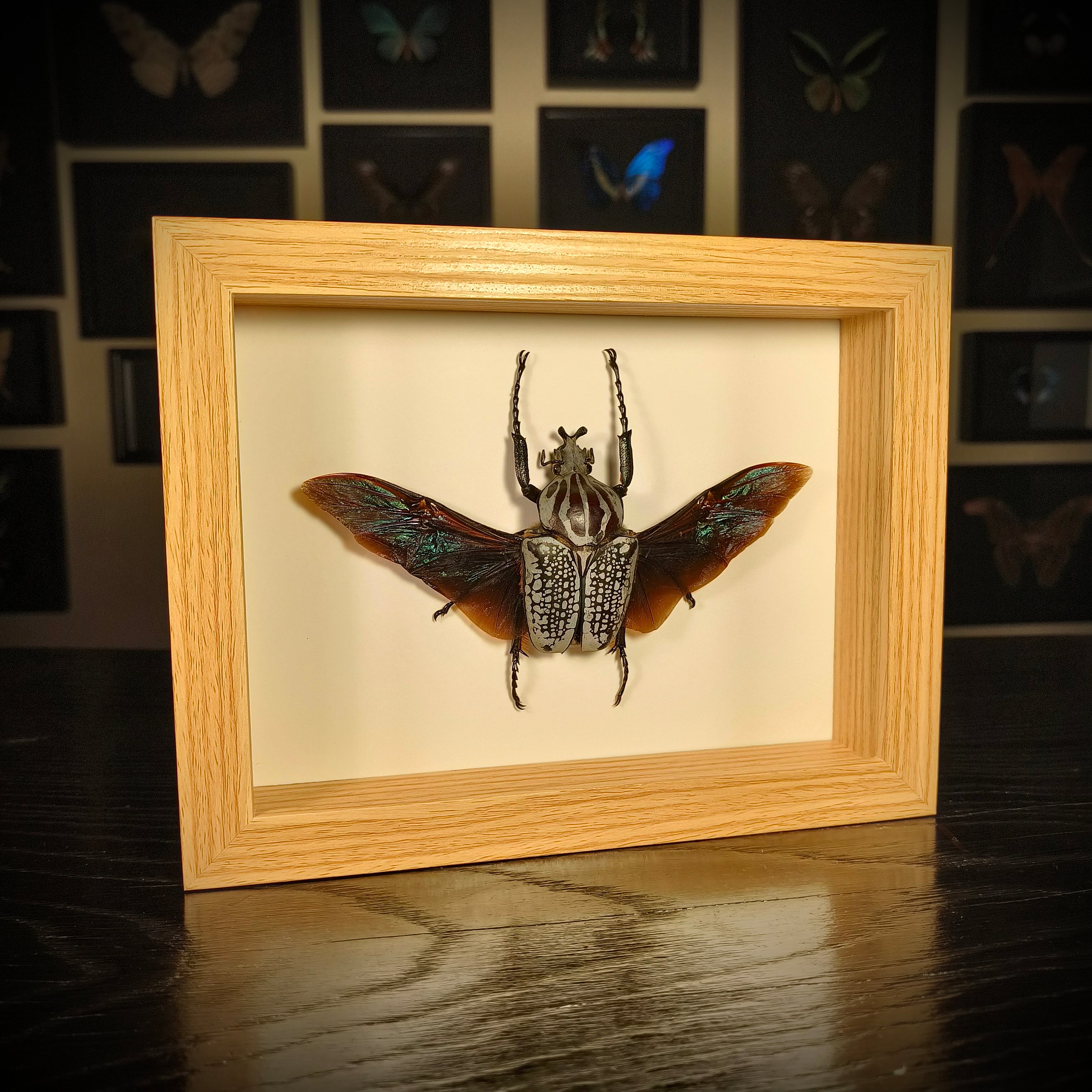 Goliathus goliatus meleagris