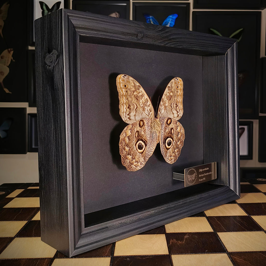 Premium - Caligo eurilochus