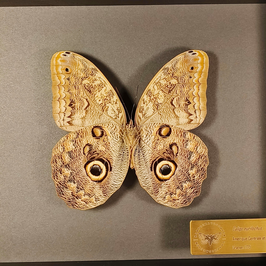 Premium - Caligo eurilochus