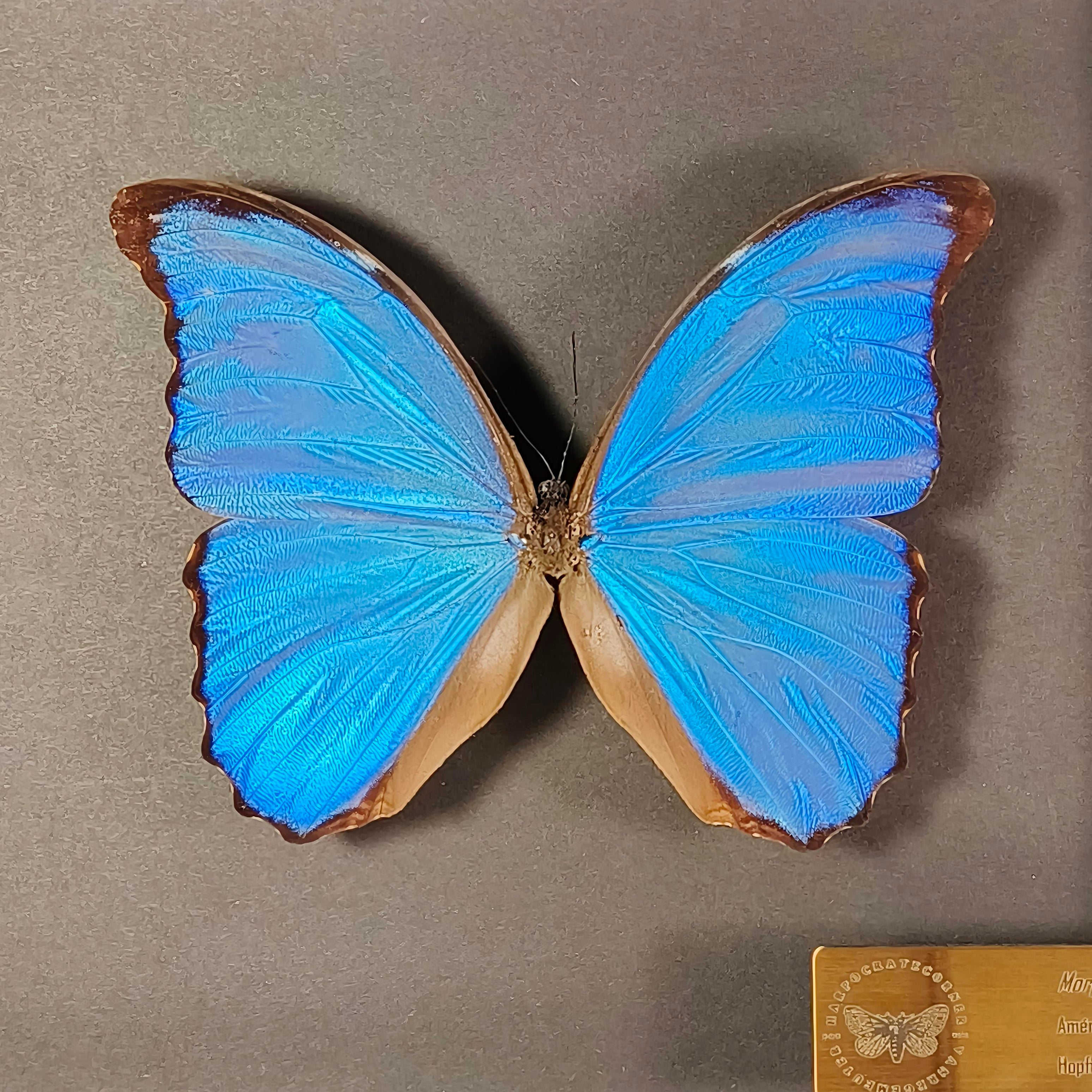 Premium - Morpho didius