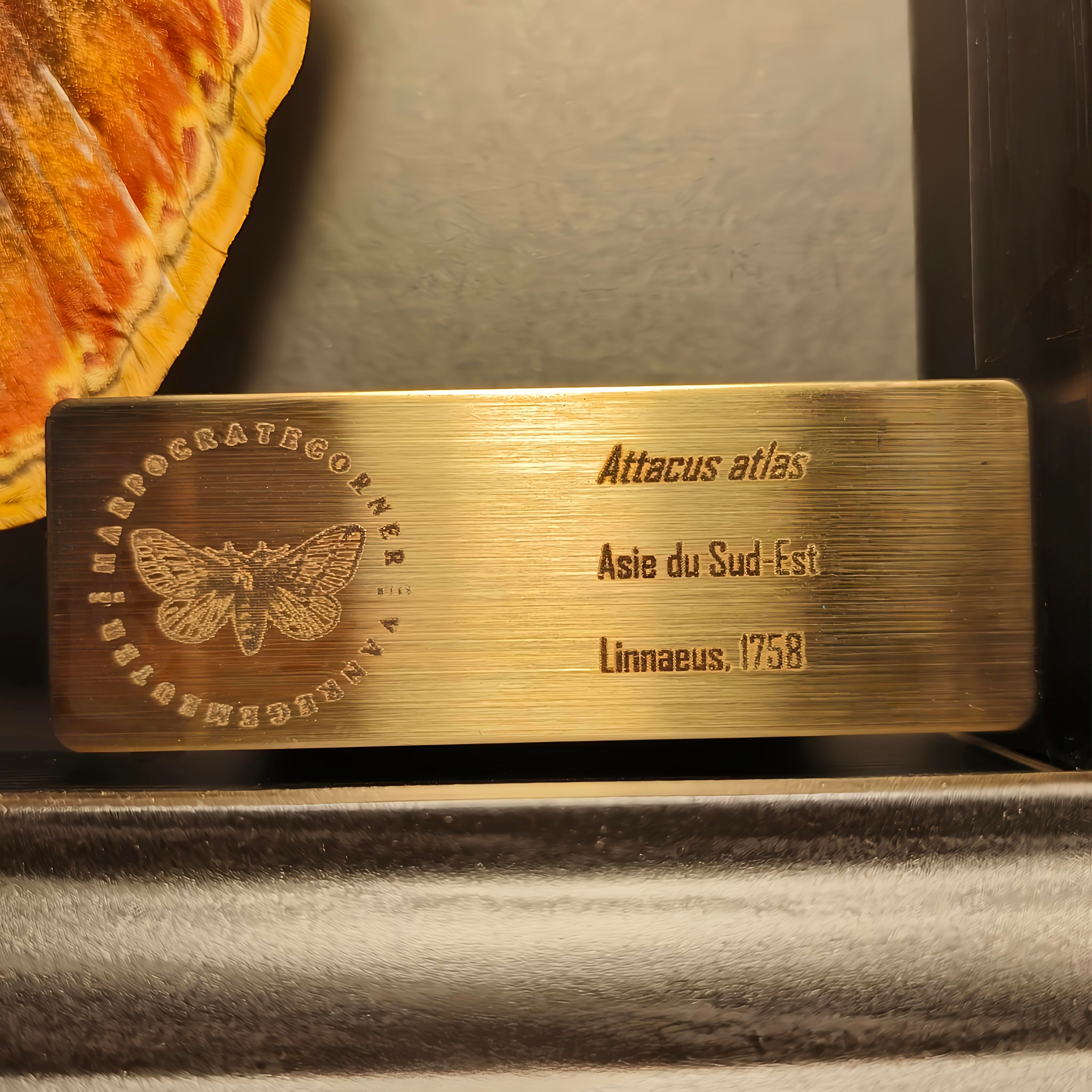 Premium - Attacus atlas