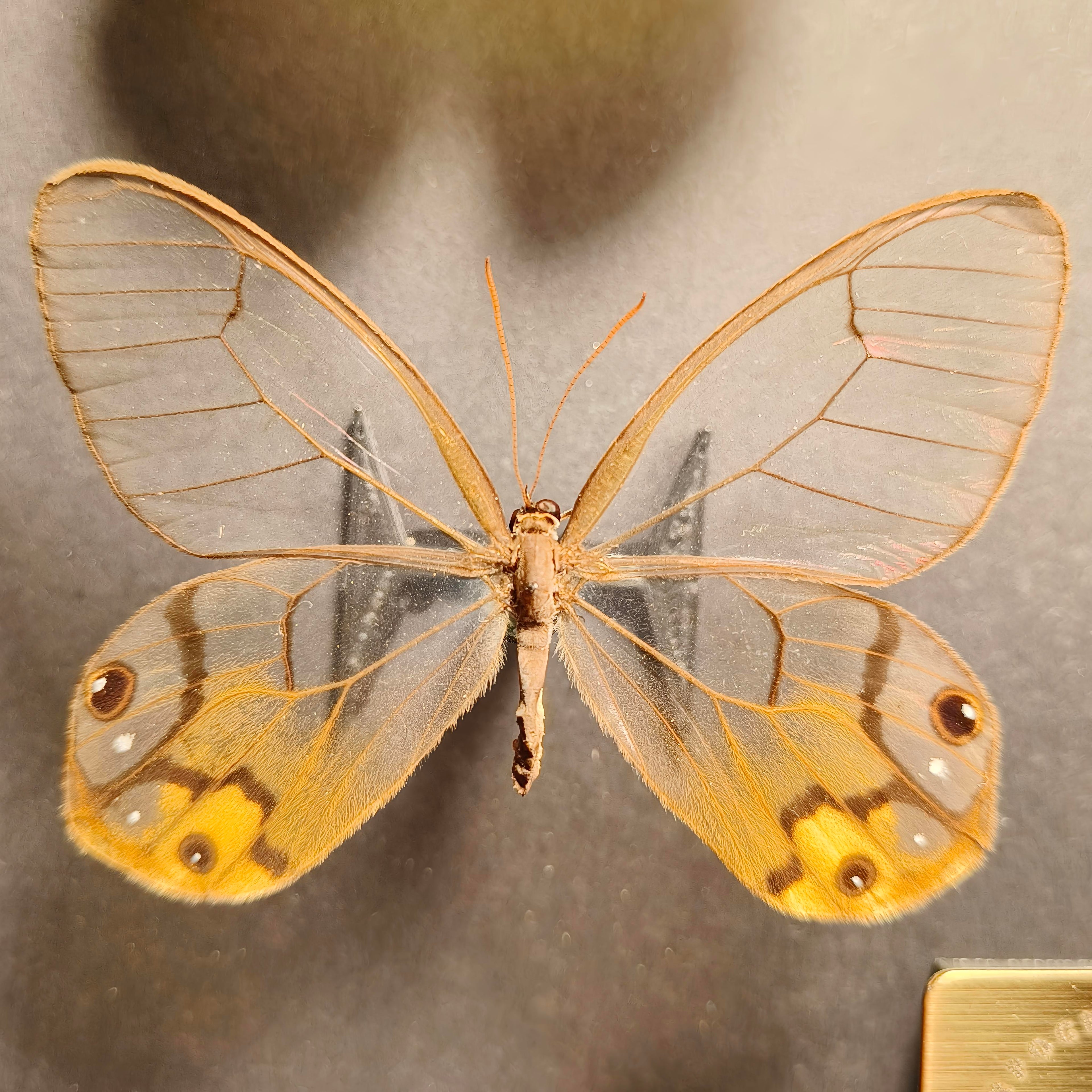 Premium - Godyris duilia, Aphrissa fluminensis, Haetera piera