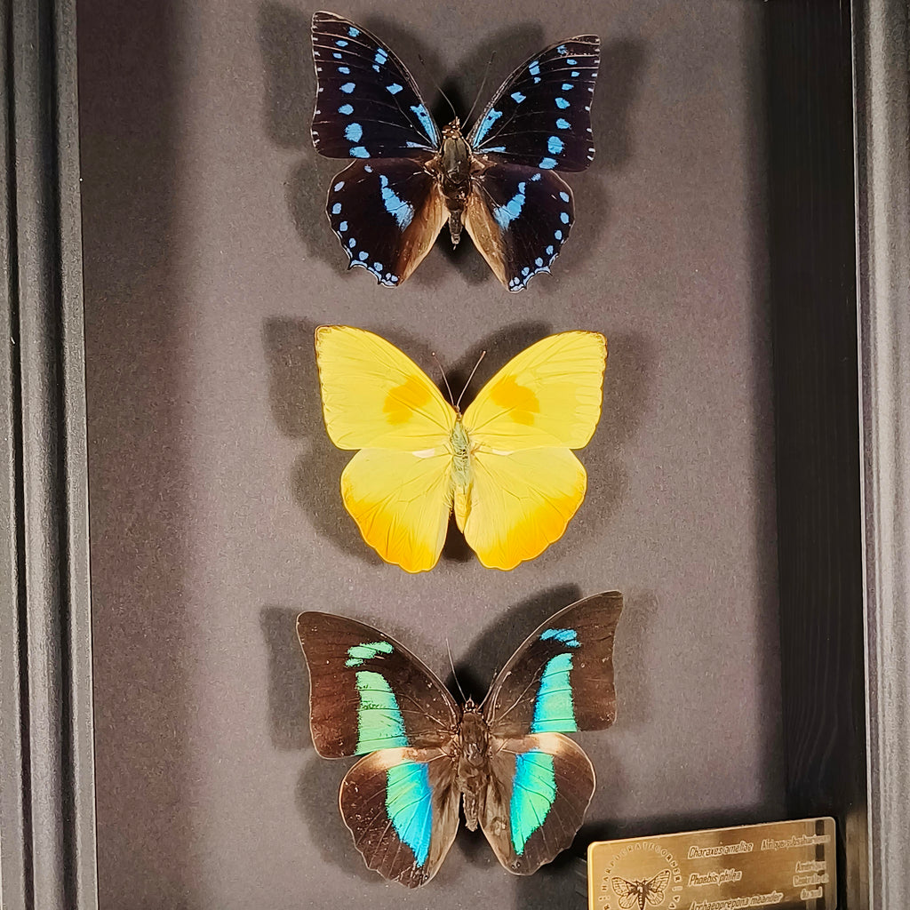 Premium - Charaxes ameliae, Phoebis philea, Archaeoprepona meander