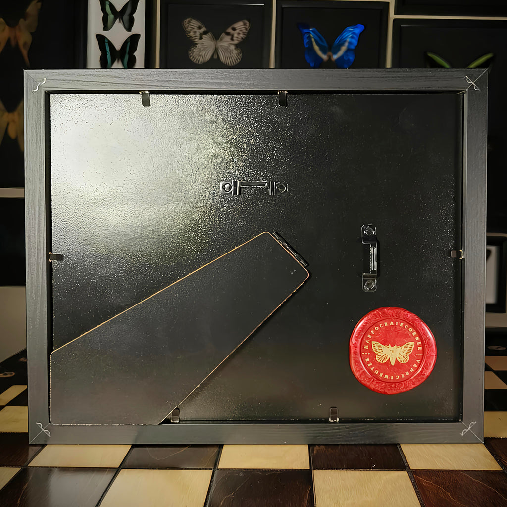 Premium - Morpho helenor