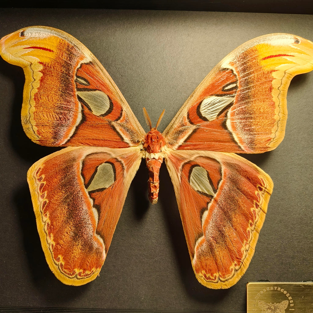 Premium - Attacus atlas