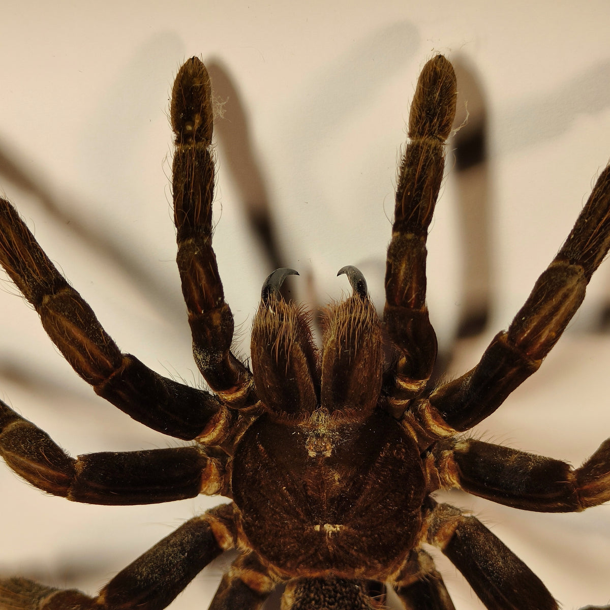 Premium - Pamphobeteus antinous