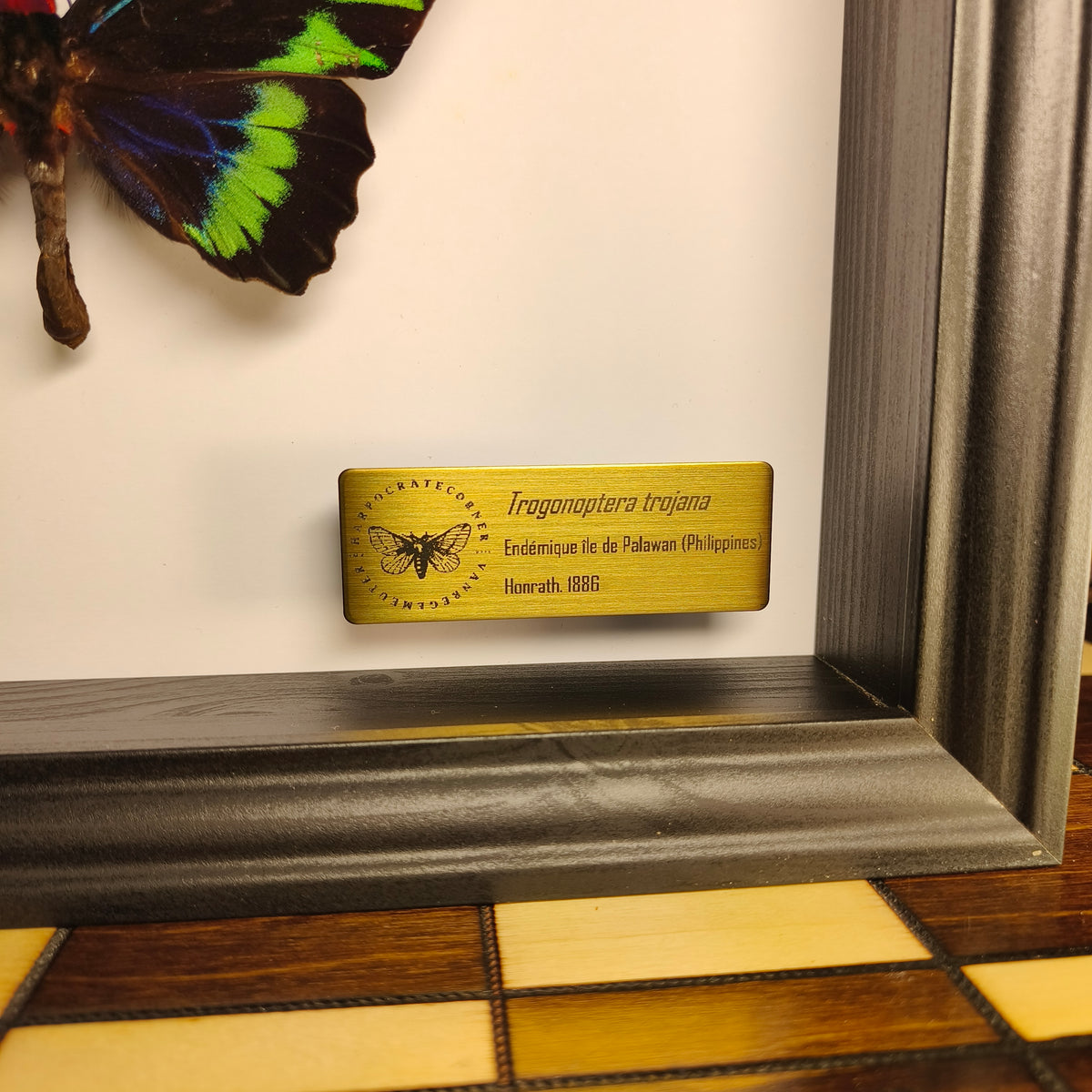 Premium : Trogonoptera trojana
