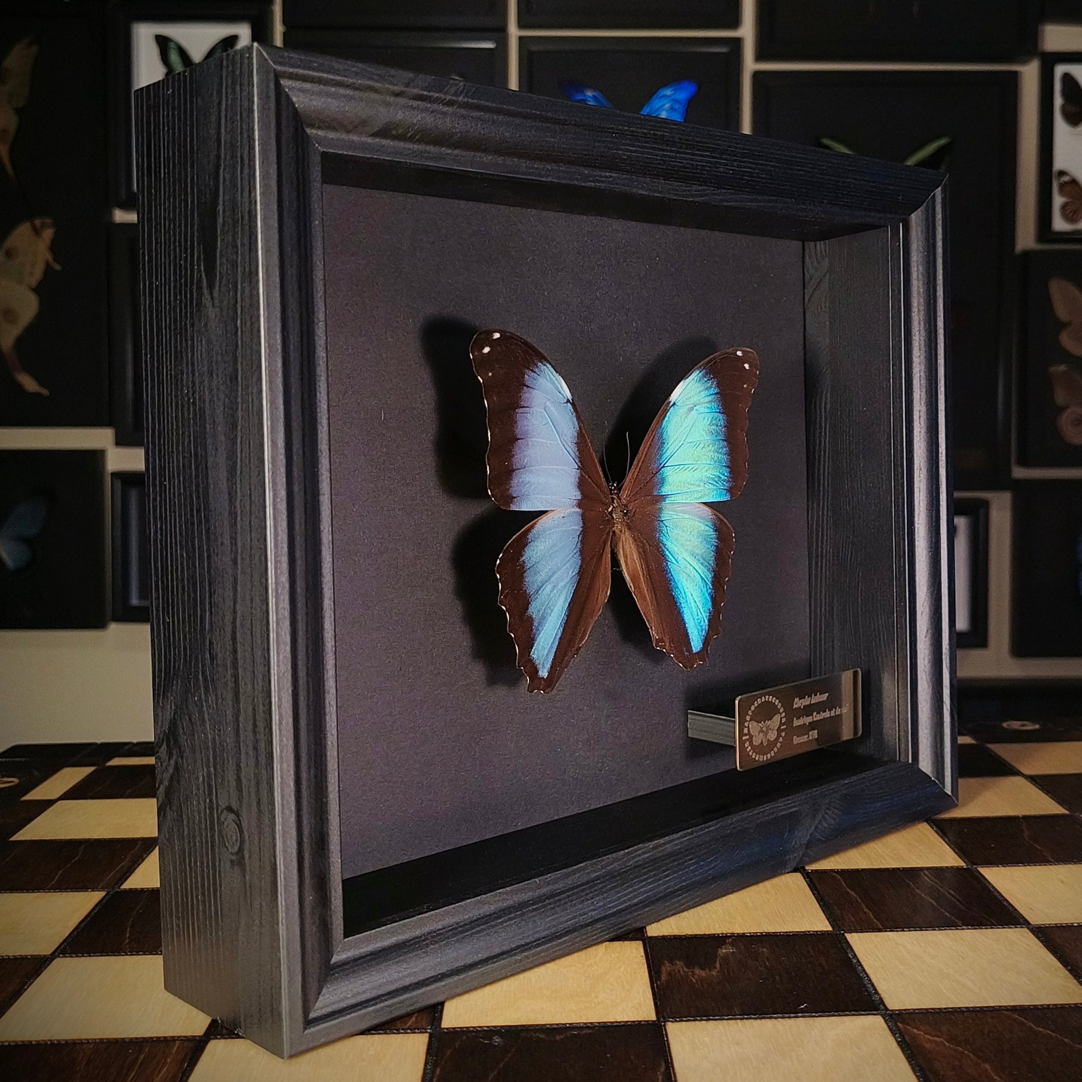 Premium - Morpho helenor