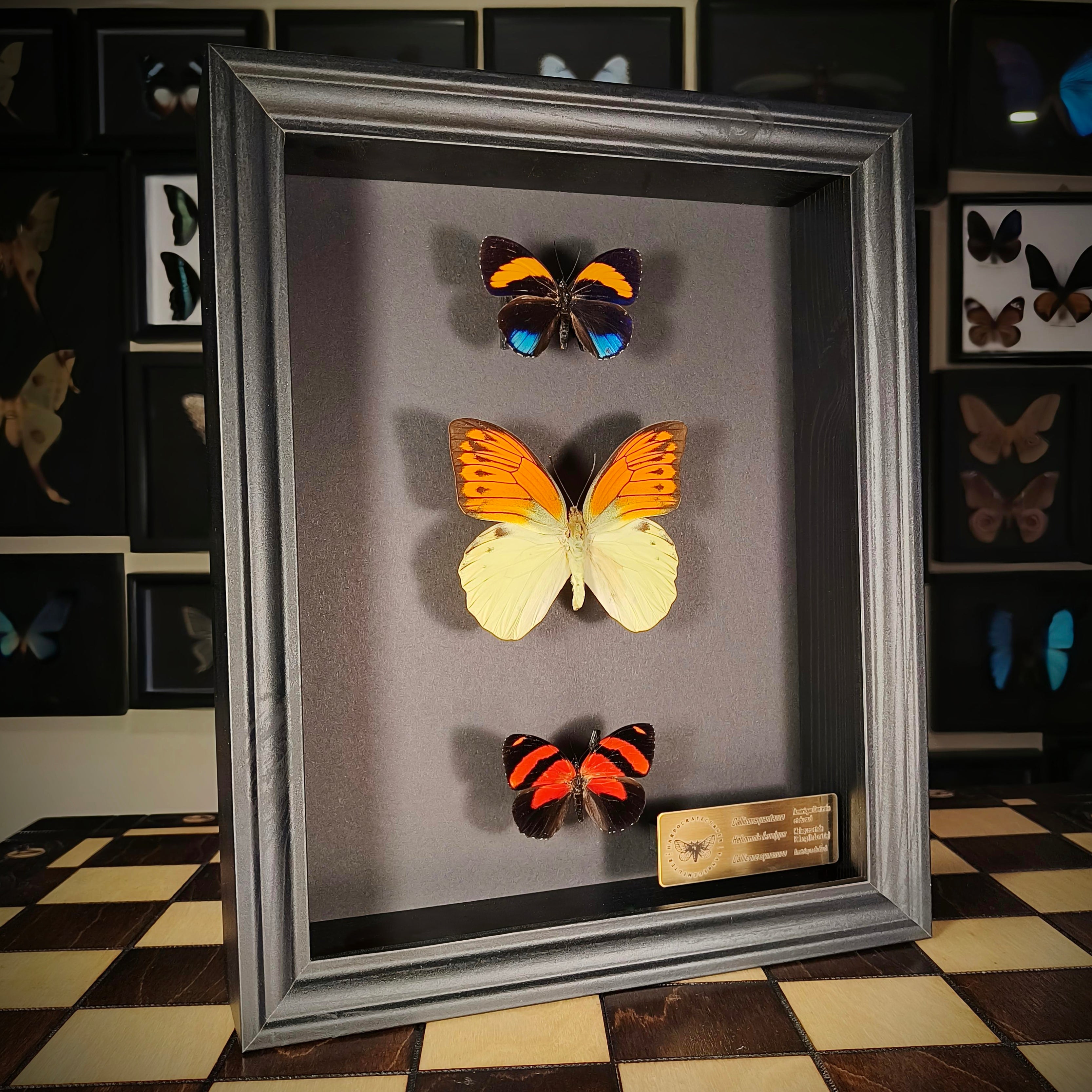 Premium - Callicore pastazza, Hebomoia leucippe, Callicore cynosura