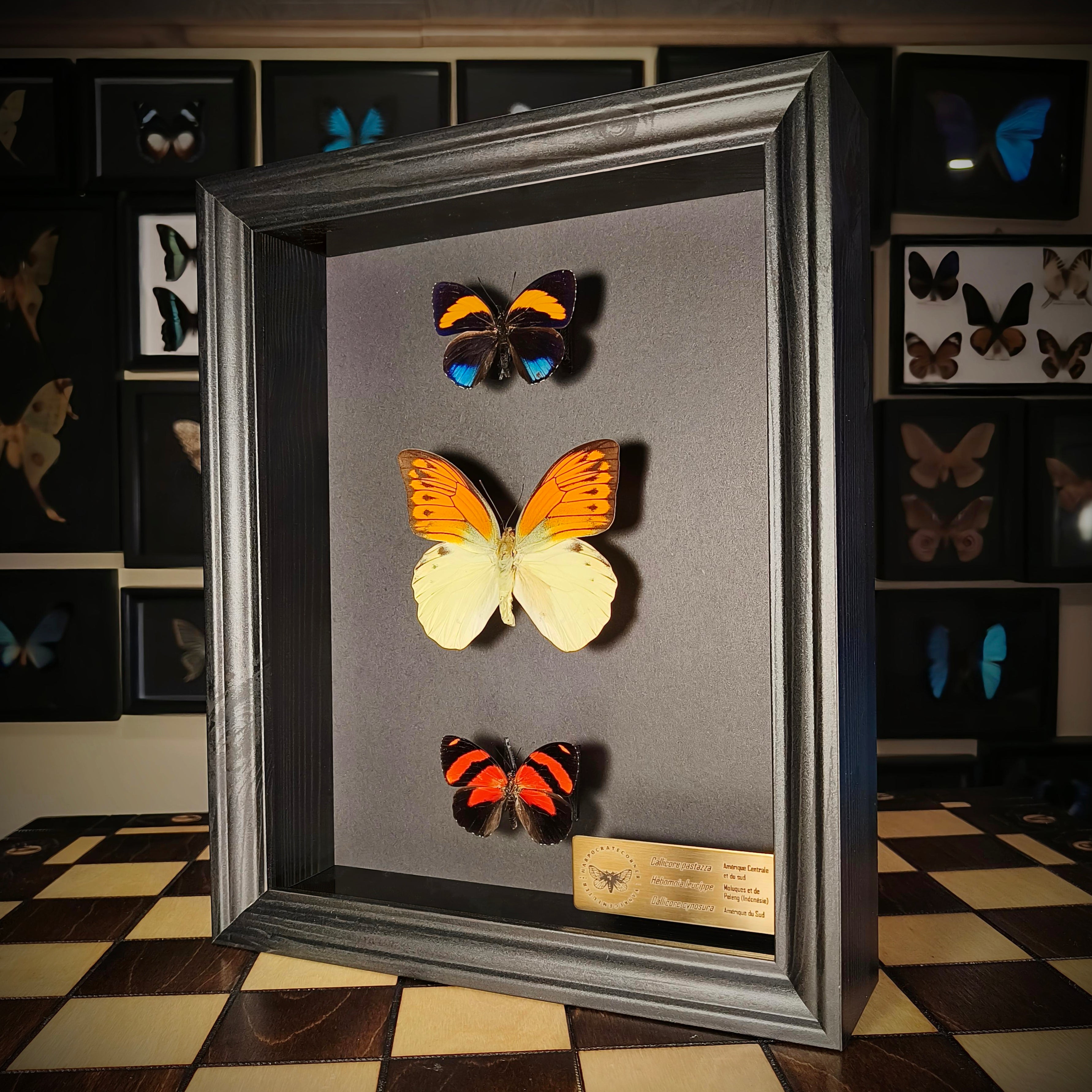 Premium - Callicore pastazza, Hebomoia leucippe, Callicore cynosura