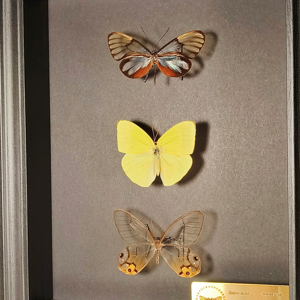 Premium - Godyris duilia, Aphrissa fluminensis, Haetera piera