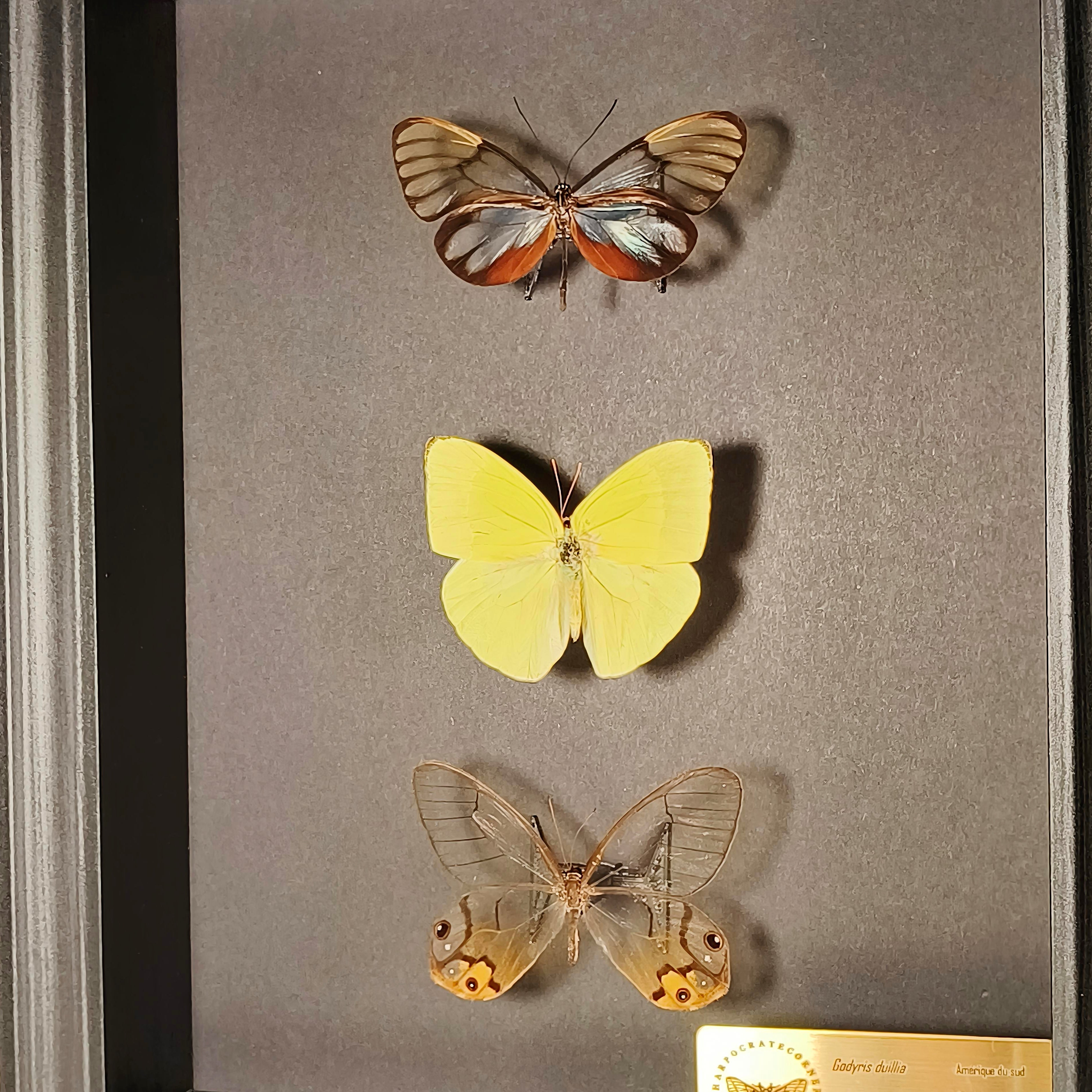 Premium - Godyris duilia, Aphrissa fluminensis, Haetera piera