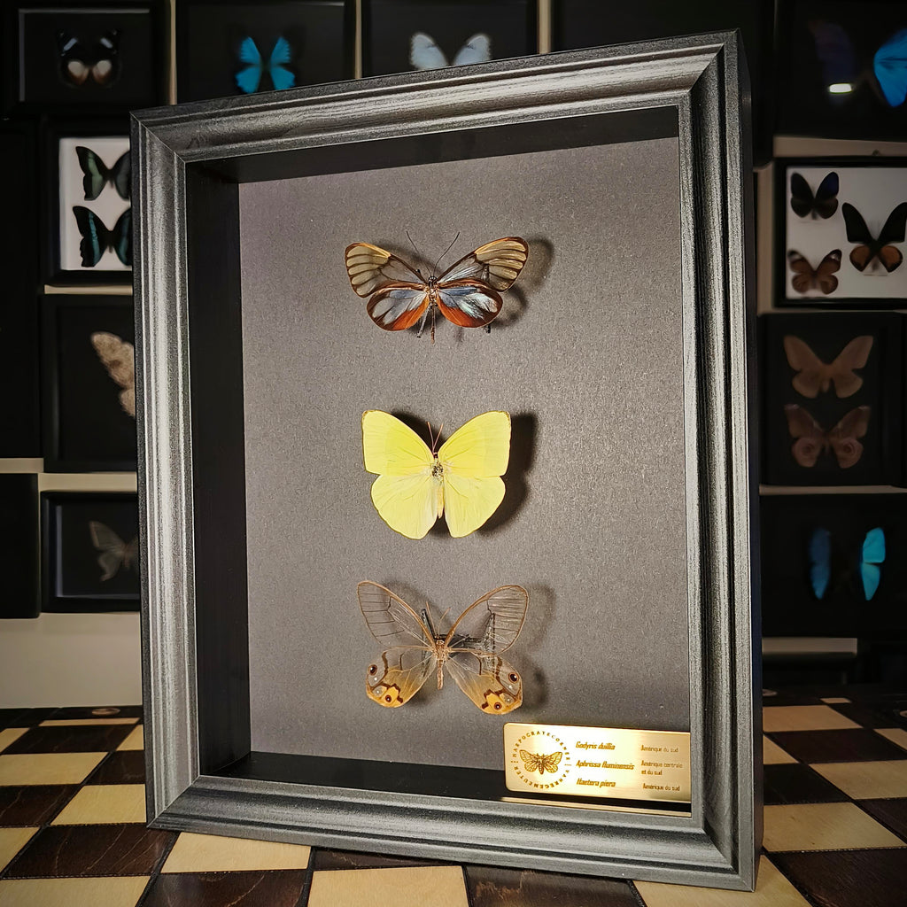 Premium - Godyris duilia, Aphrissa fluminensis, Haetera piera