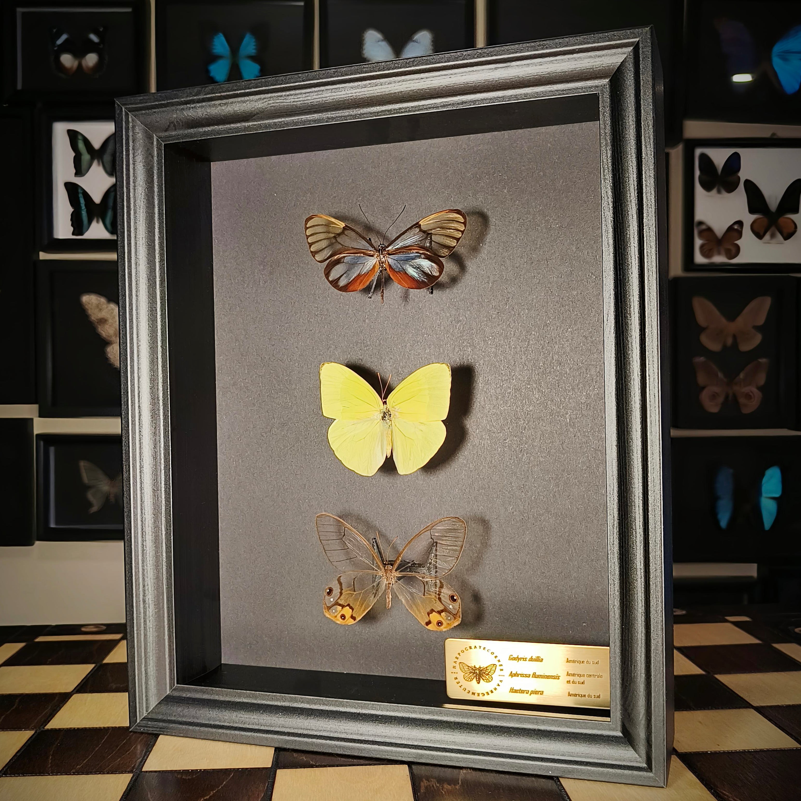 Premium - Godyris duilia, Aphrissa fluminensis, Haetera piera