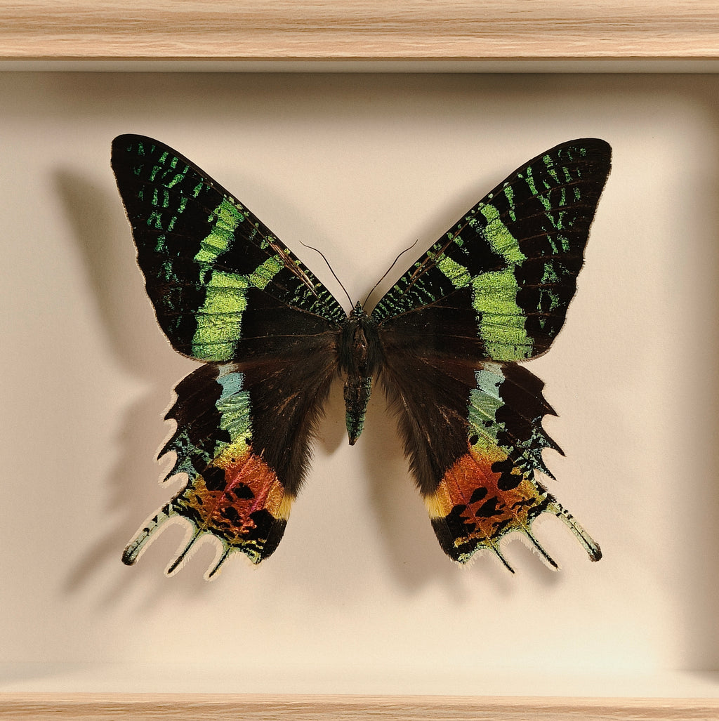 Urania ripheus (Chrysiridia rhipheus)