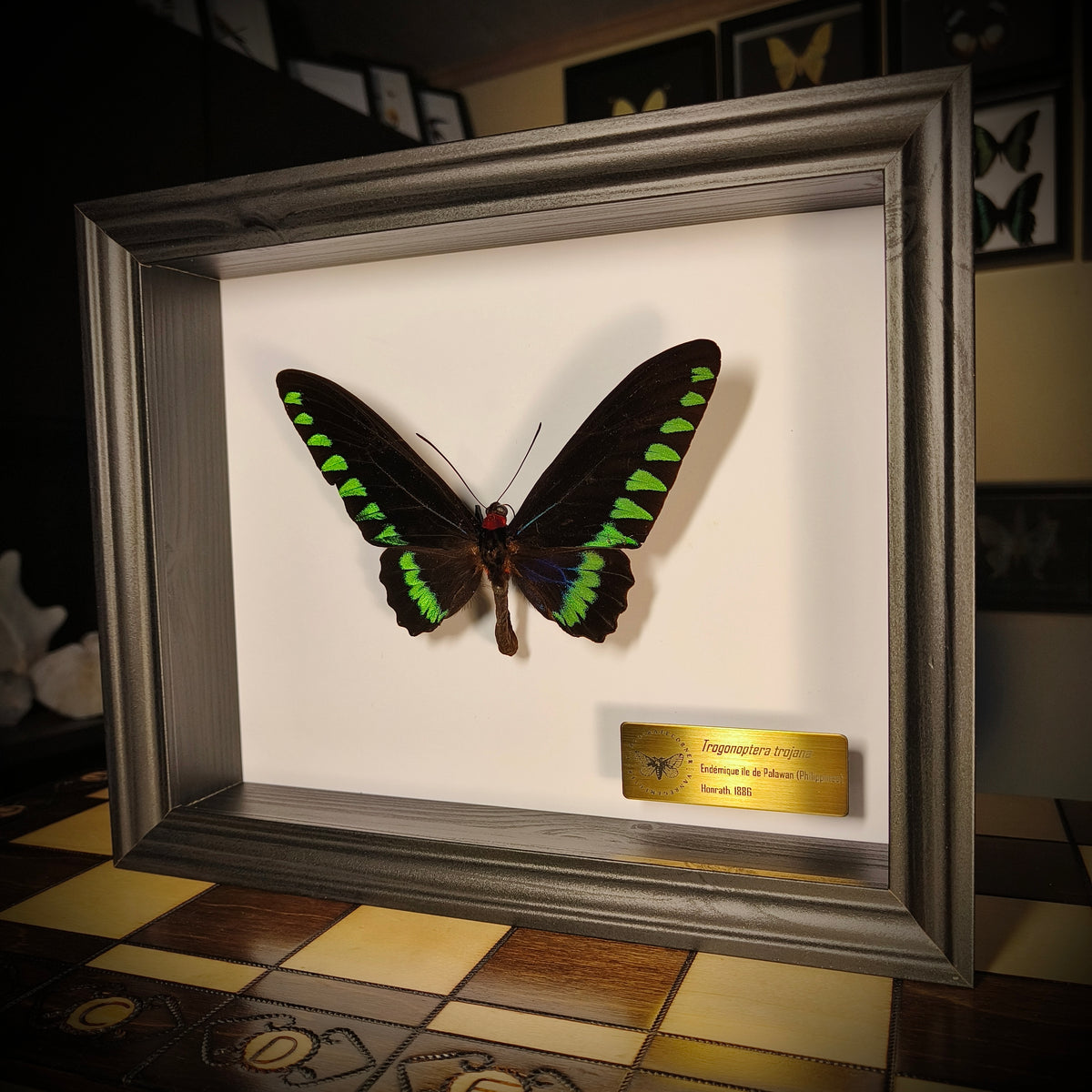 Premium : Trogonoptera trojana