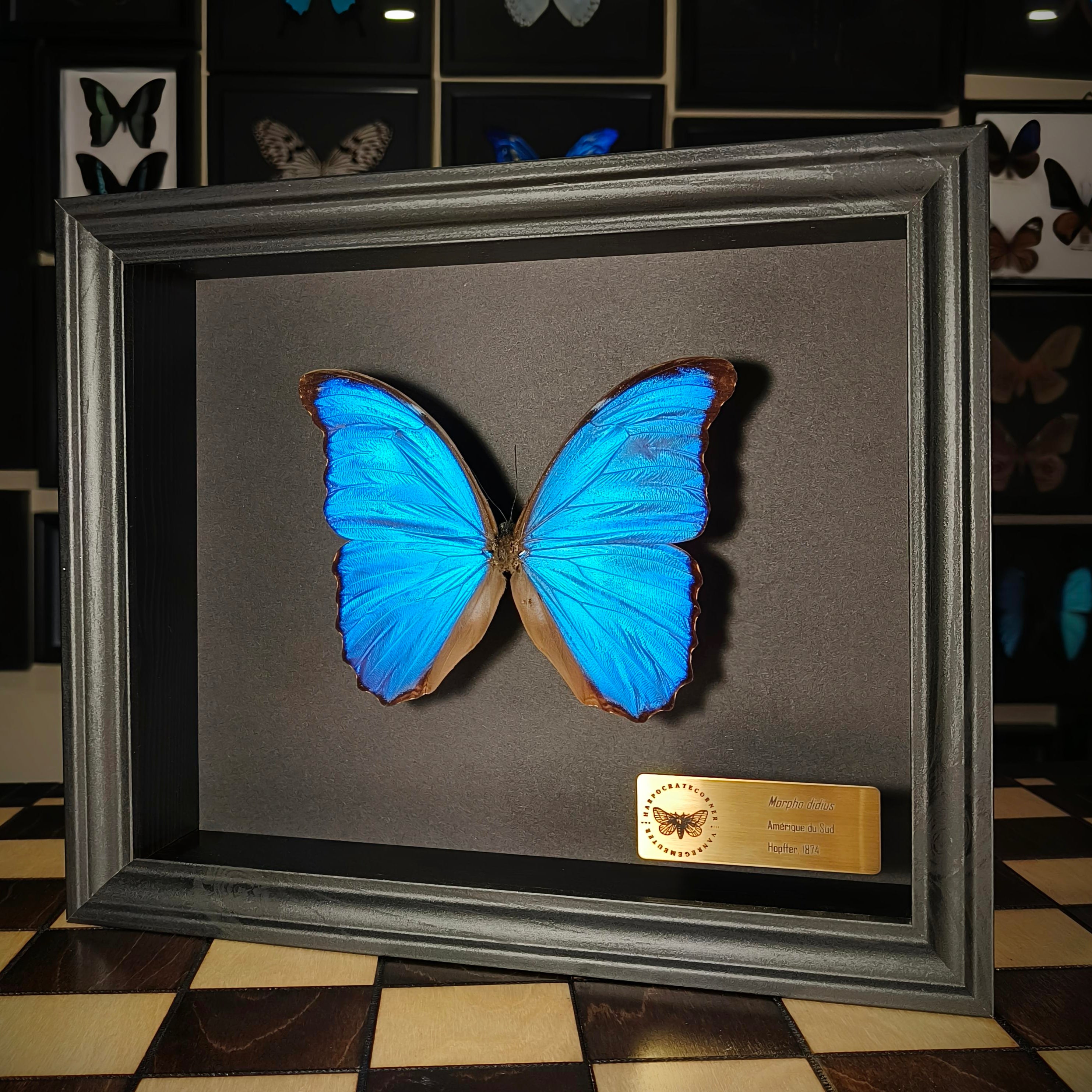 Premium - Morpho didius