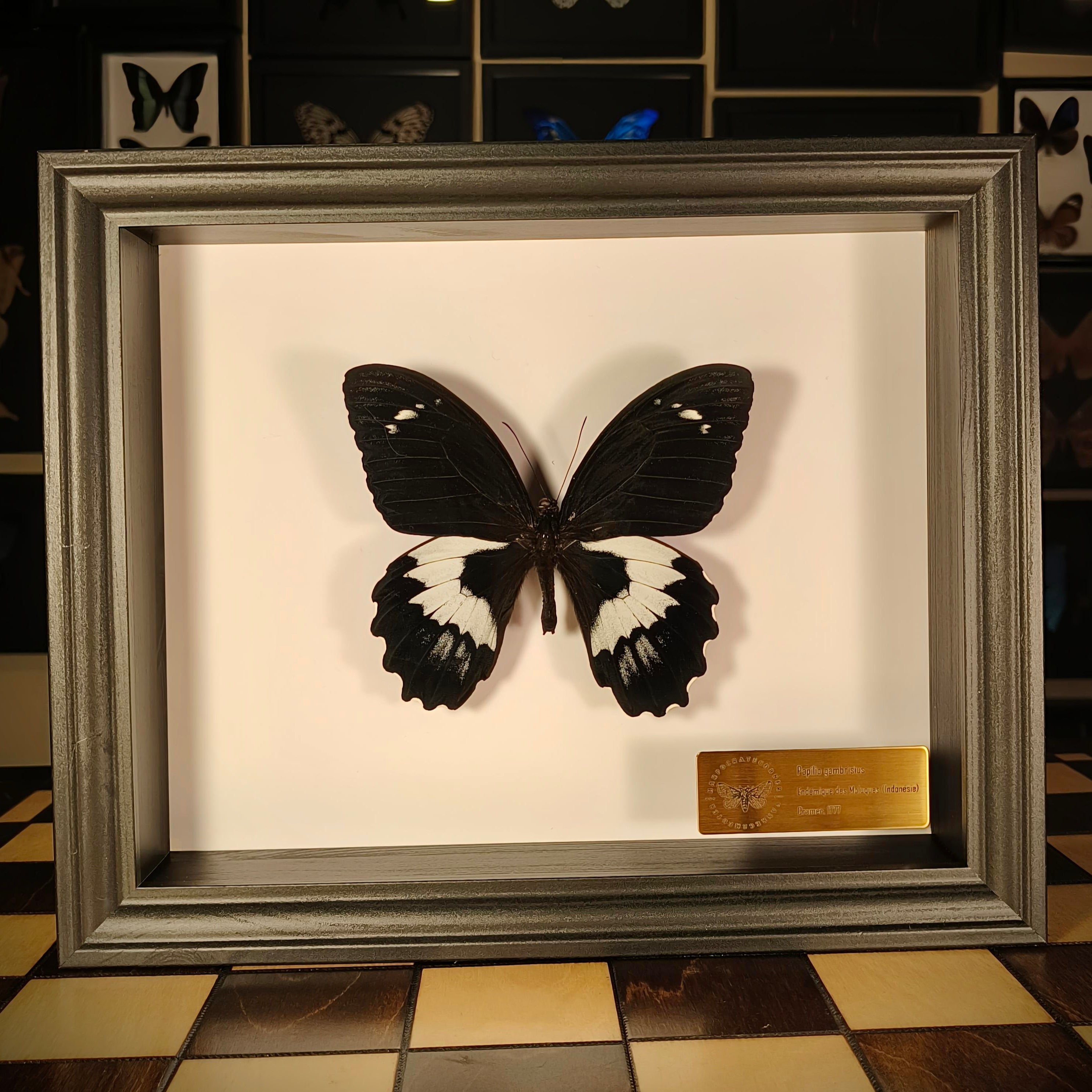 Premium - Papilio gambrisius