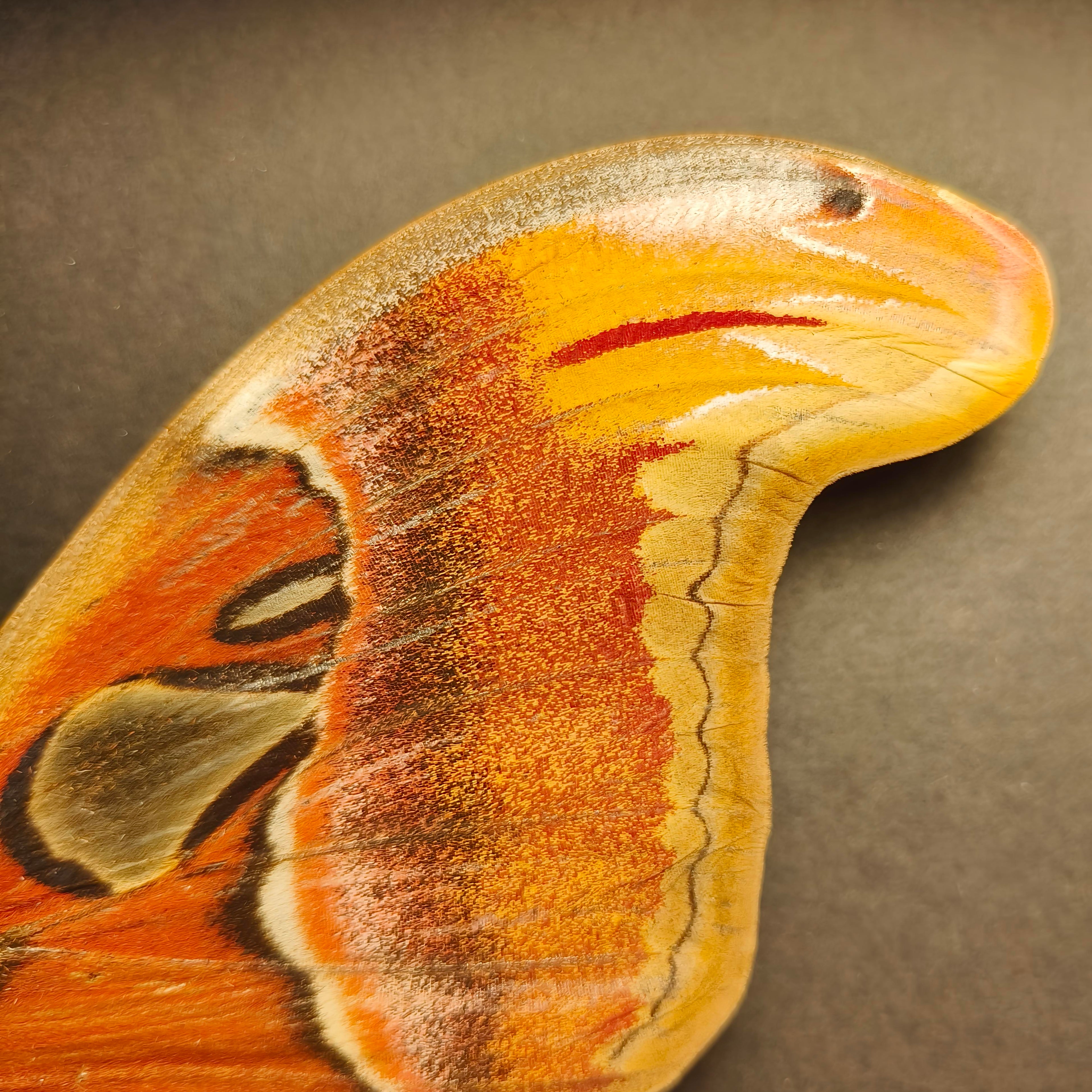 Premium - Attacus atlas