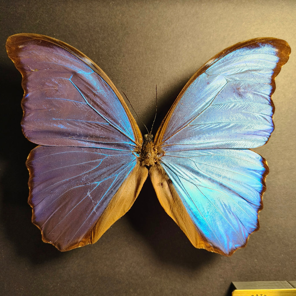 Premium - Morpho didius