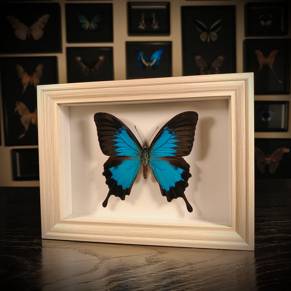 Papilio ulysses