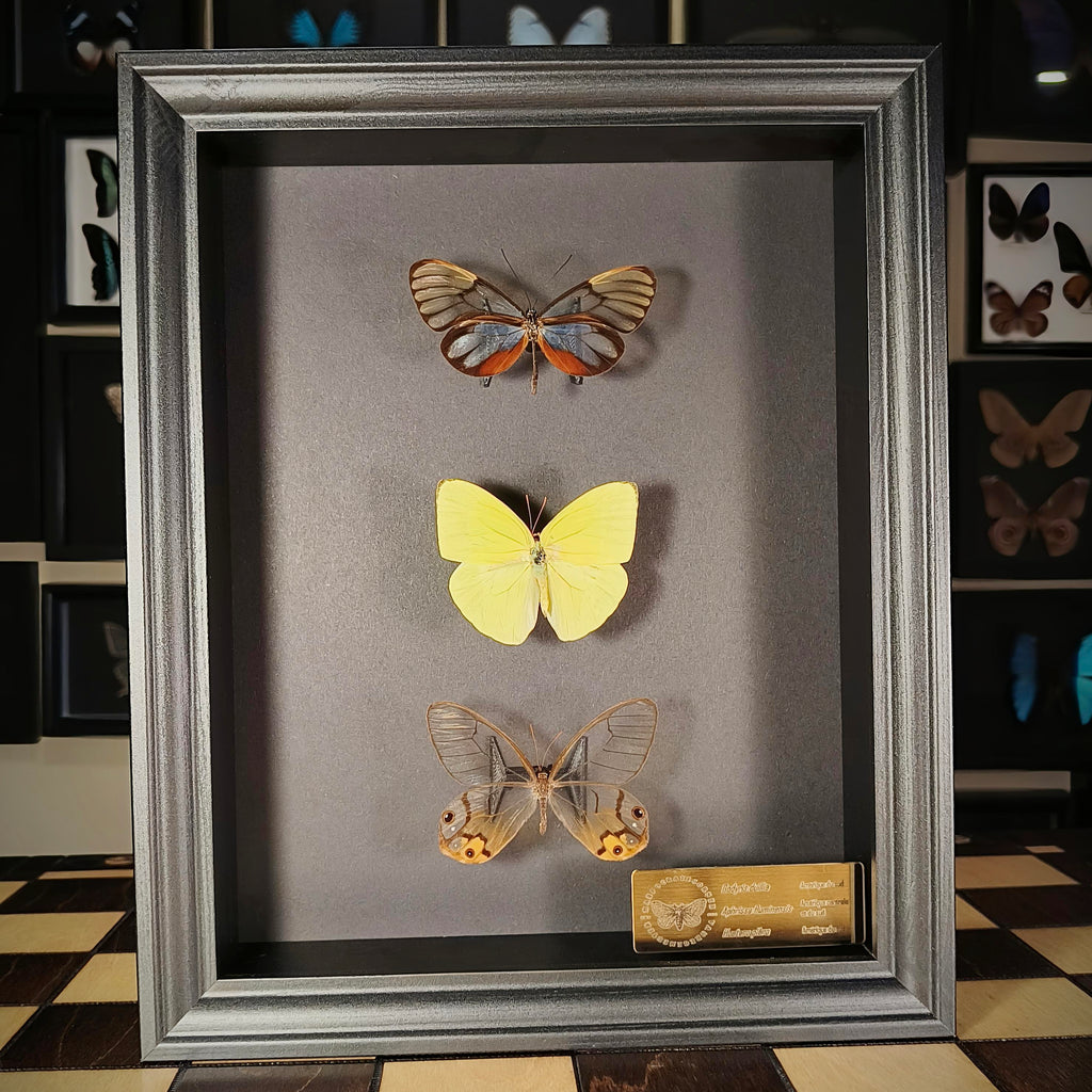Premium - Godyris duilia, Aphrissa fluminensis, Haetera piera