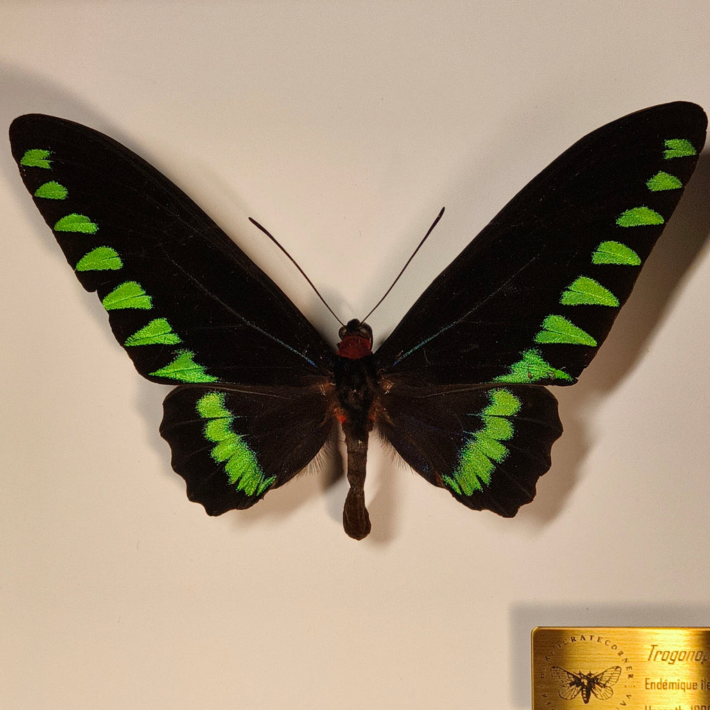 Premium : Trogonoptera trojana