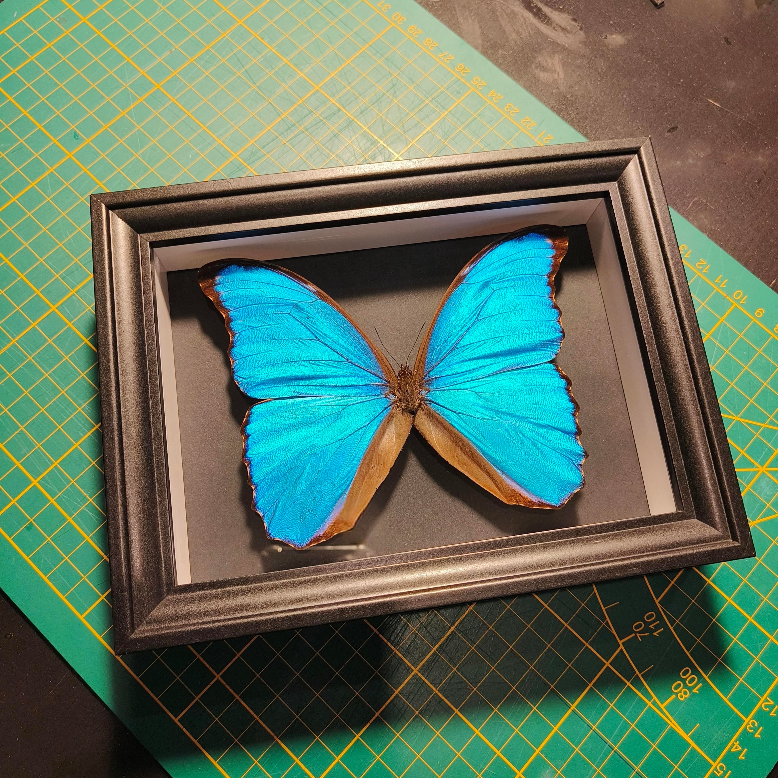 Commande personnalisée (6 cadres)