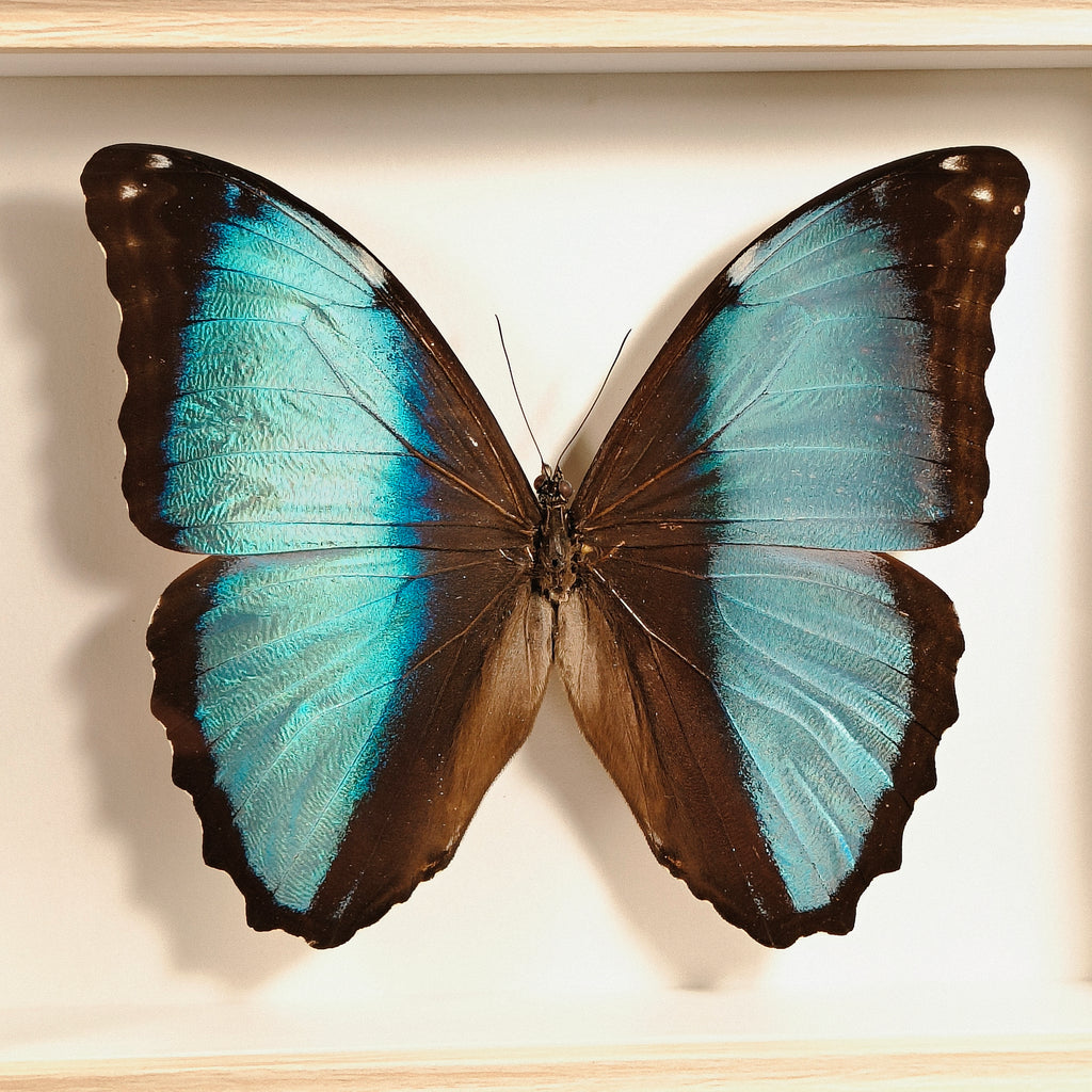 Morpho helenor