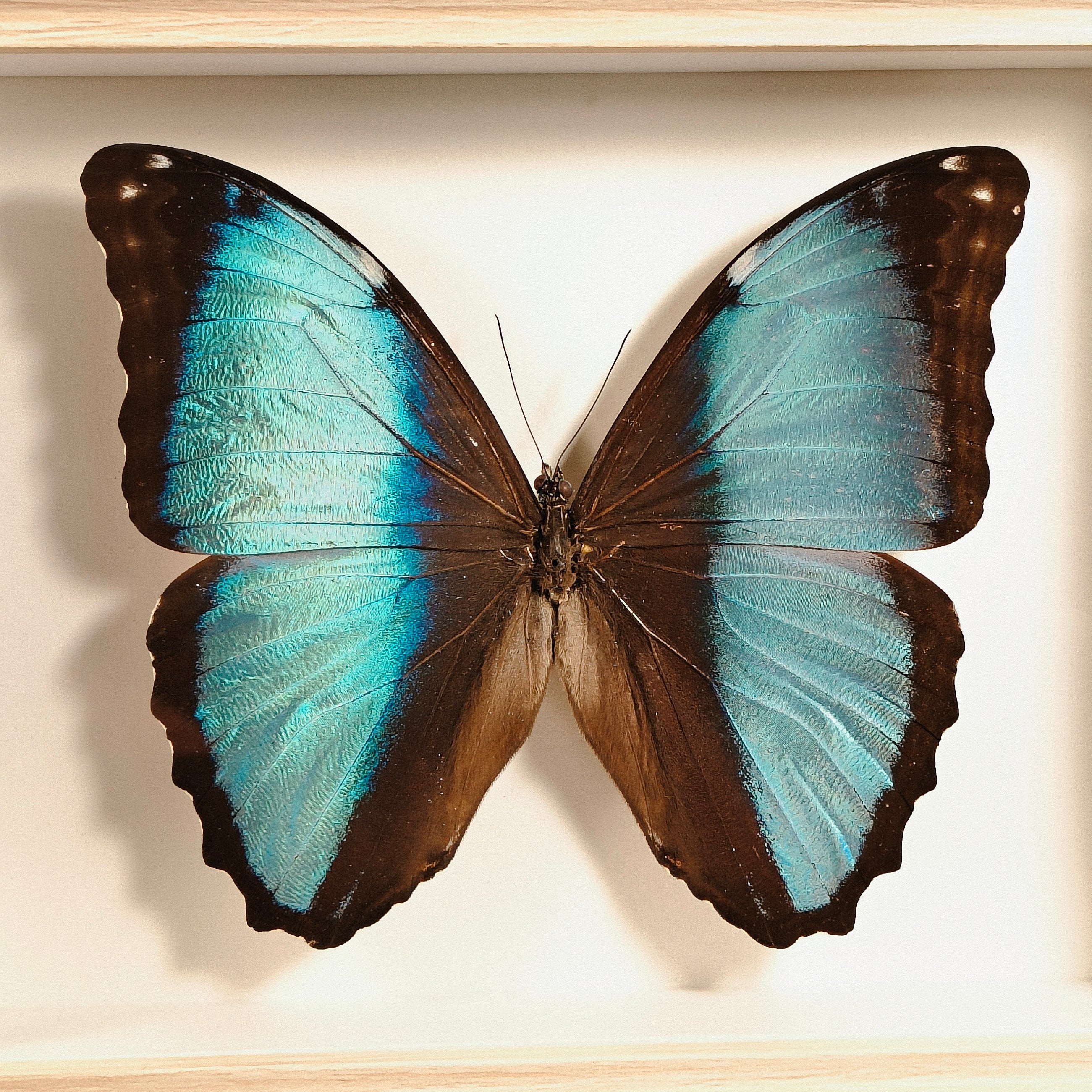 Morpho helenor
