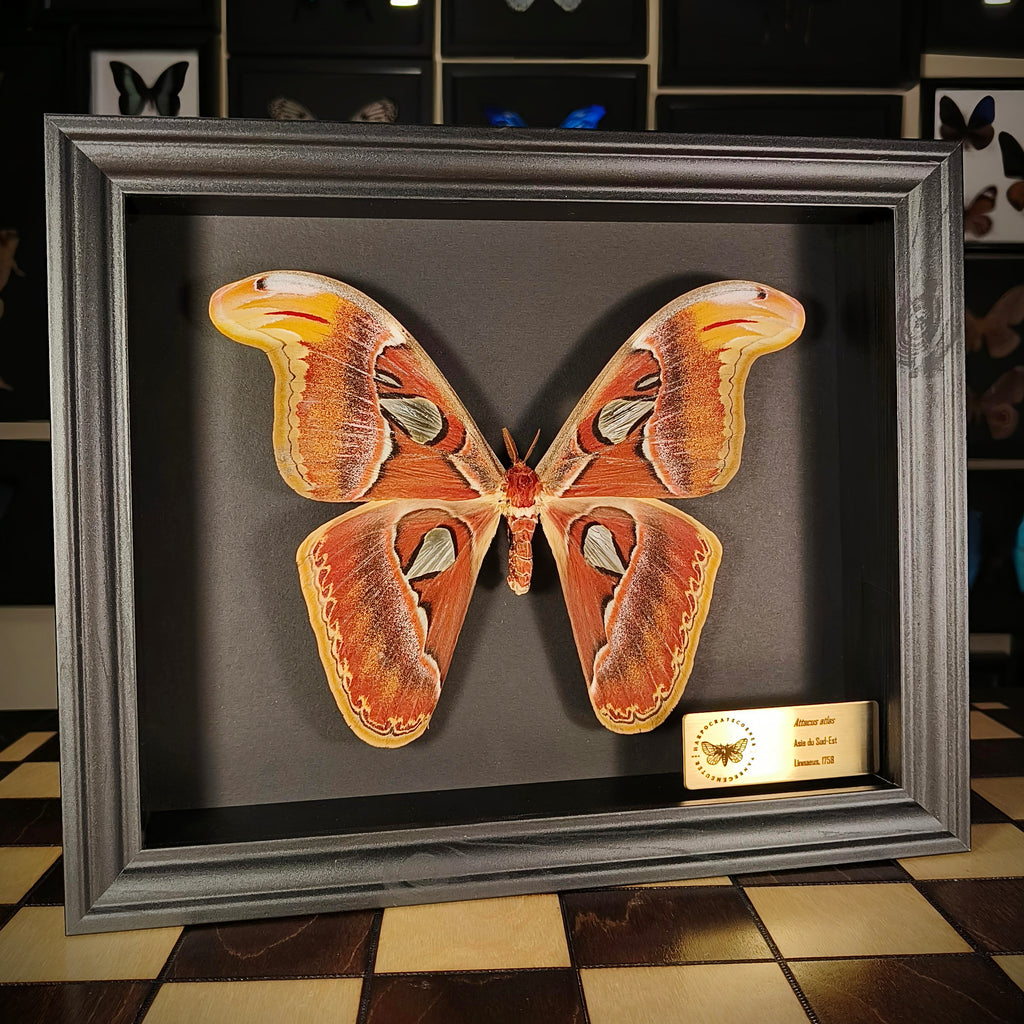 Premium - Attacus atlas