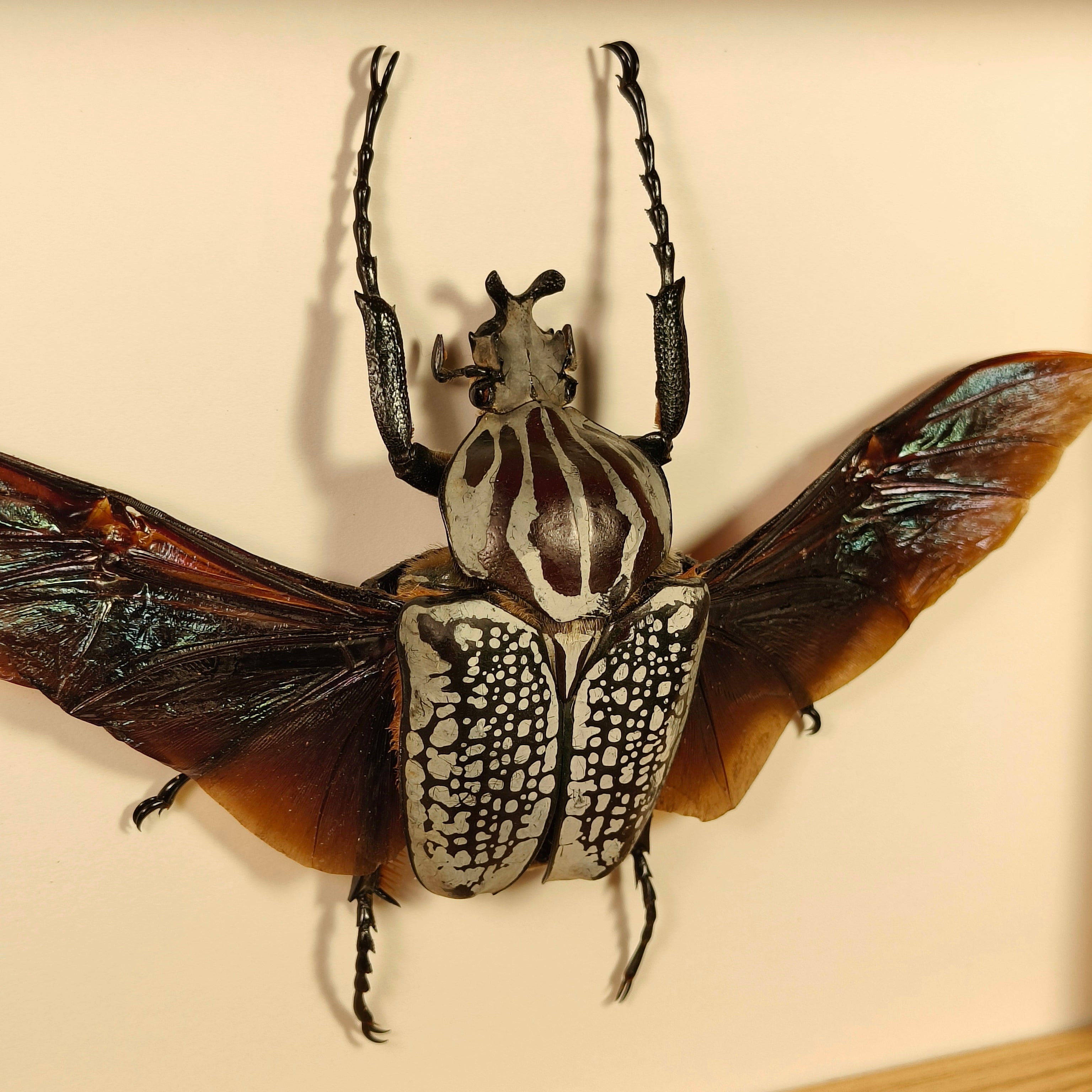 Goliathus goliatus meleagris