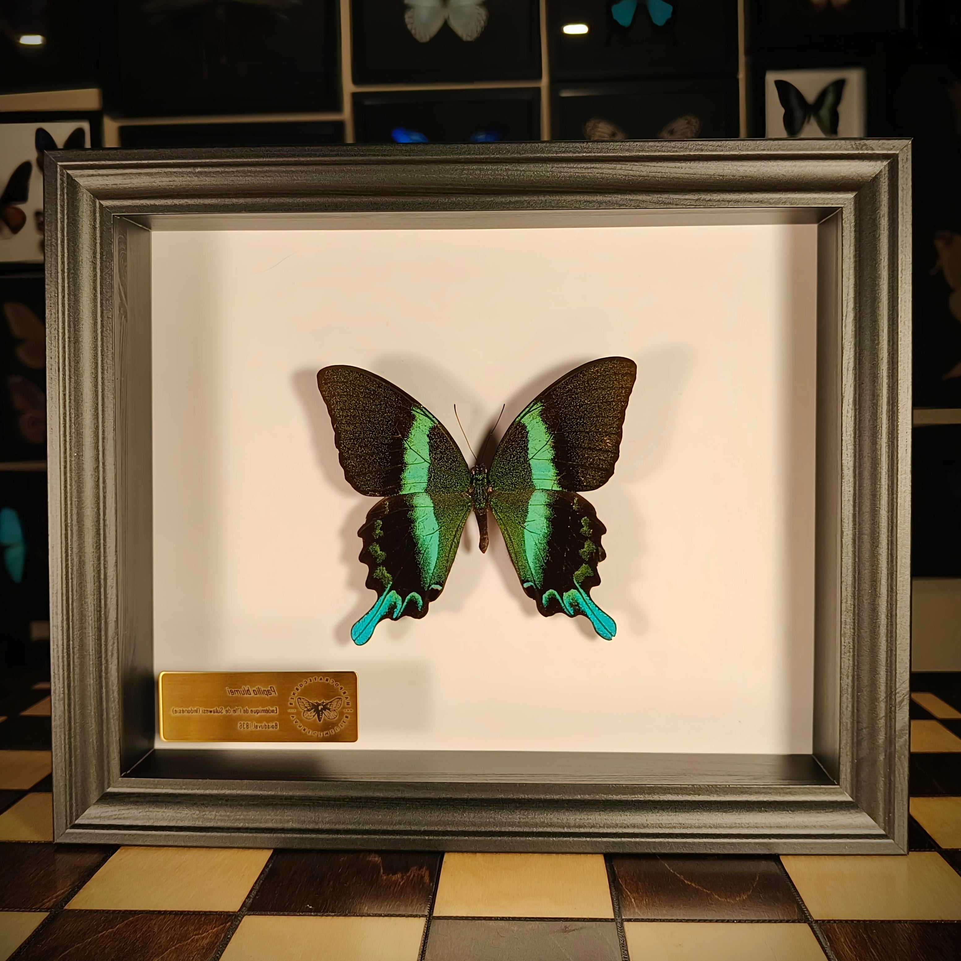 Premium - Papilio blumei