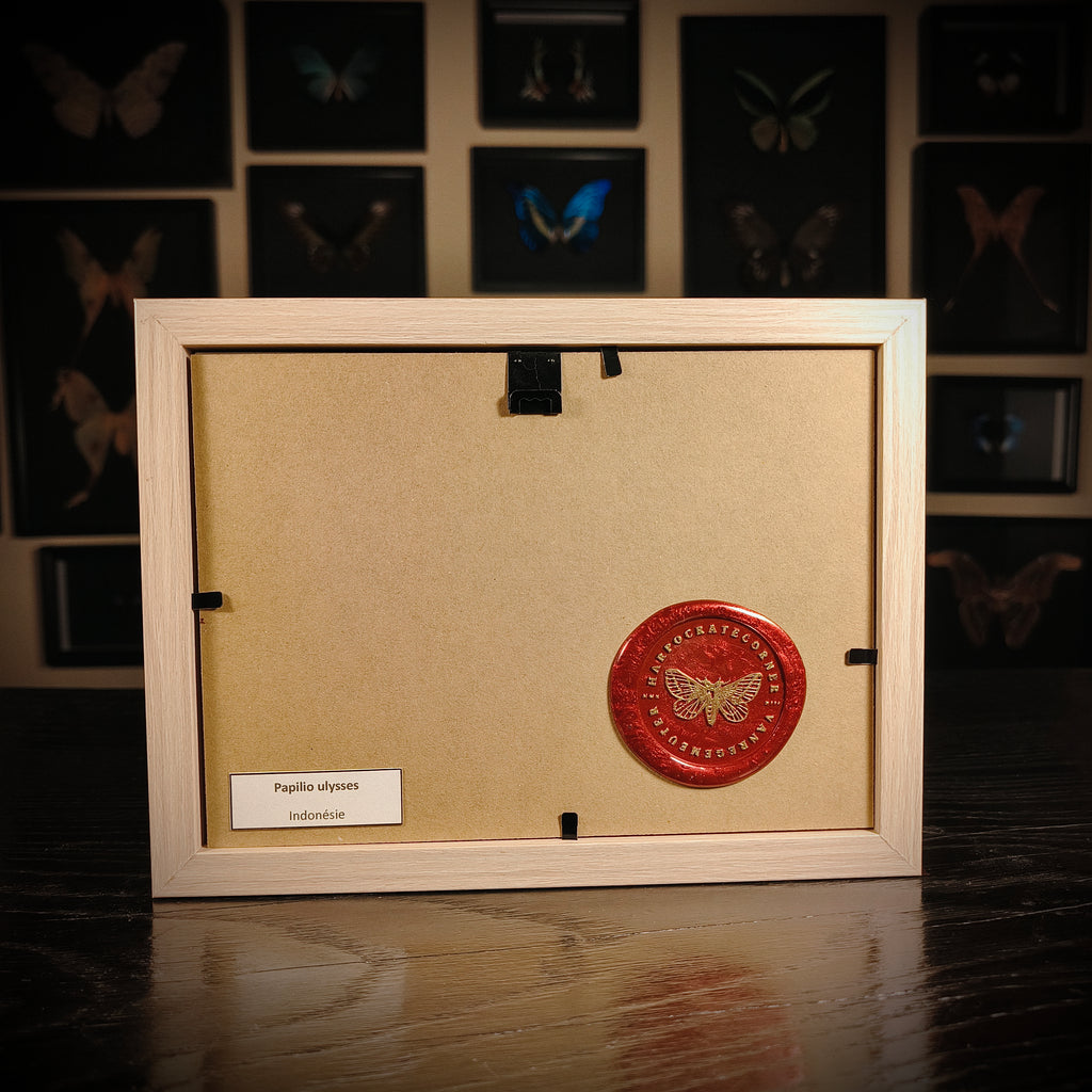Papilio ulysses