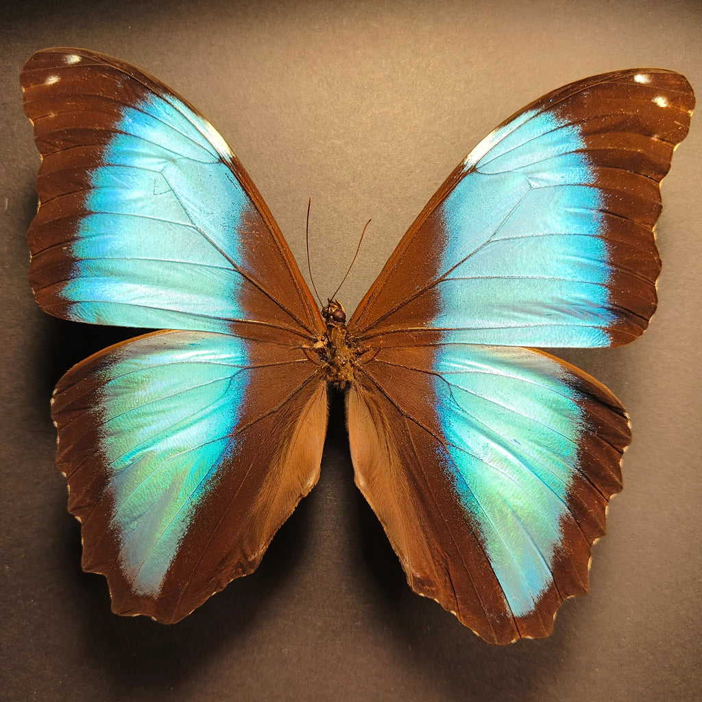Premium - Morpho helenor