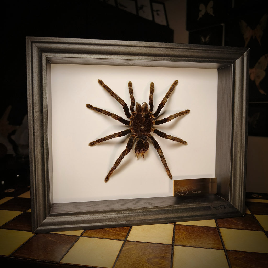 Premium - Pamphobeteus antinous