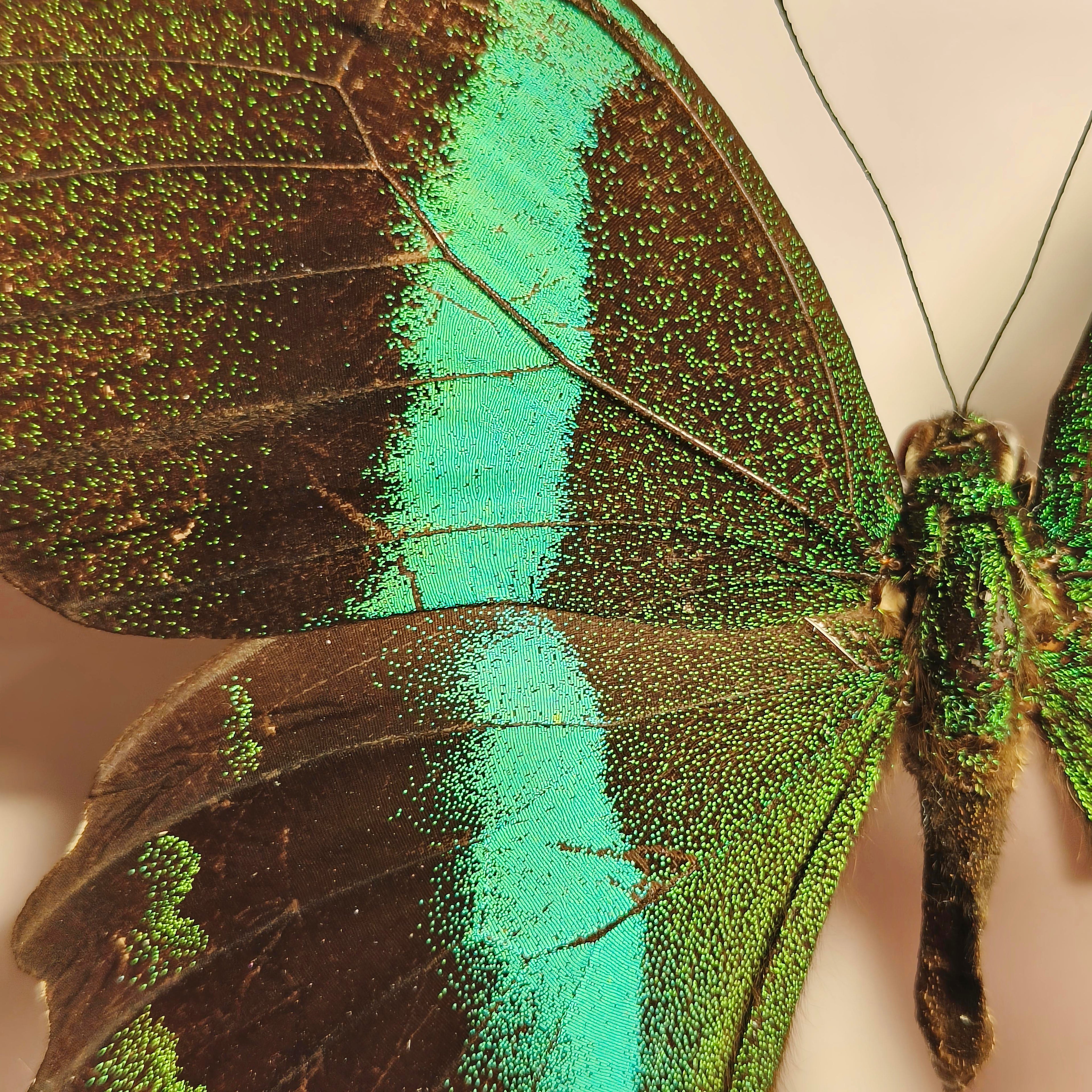 Premium - Papilio blumei