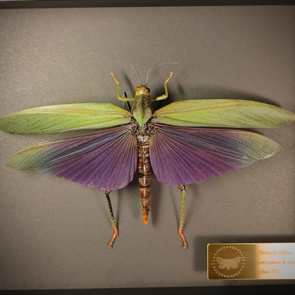 Premium - Titanacris albipes