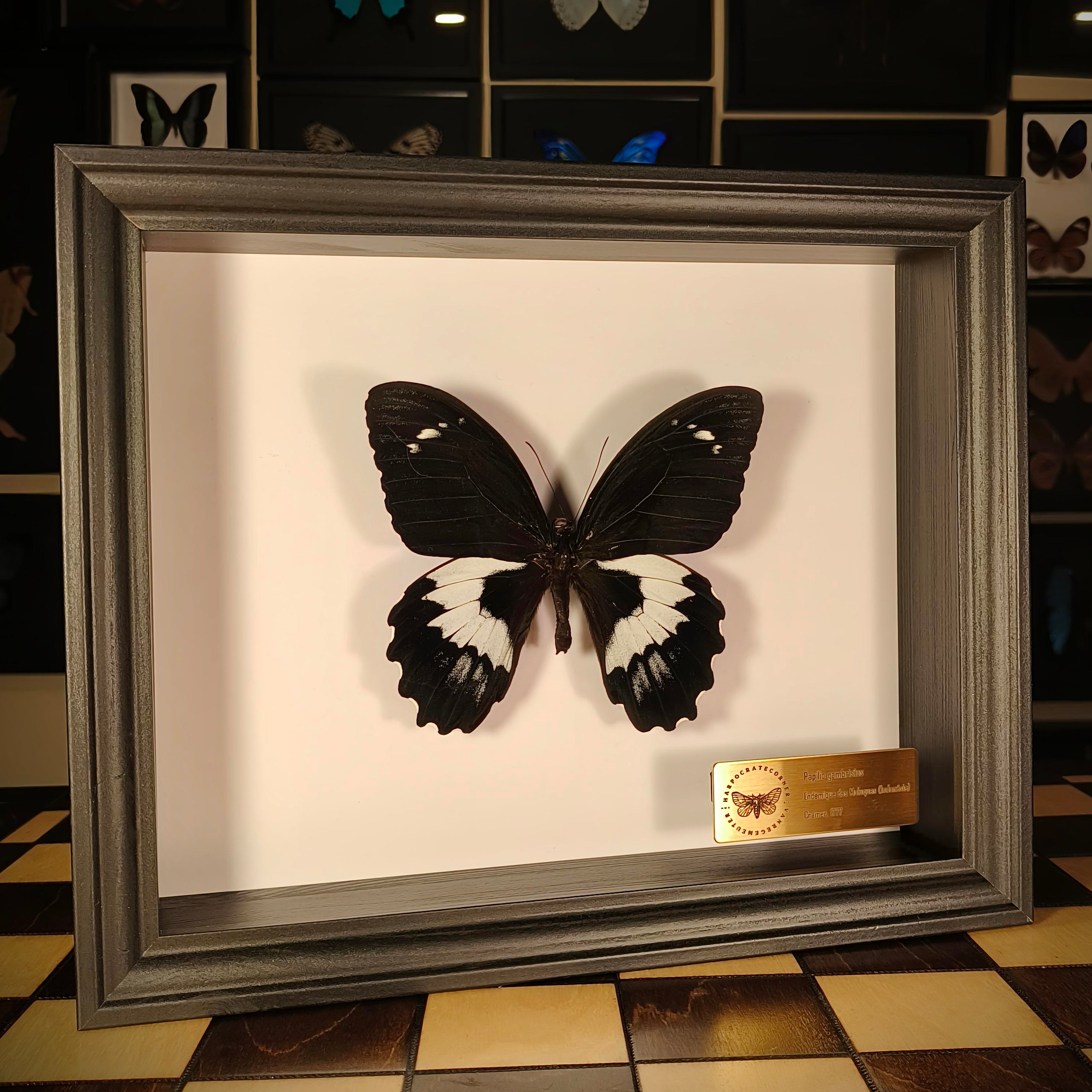 Premium - Papilio gambrisius