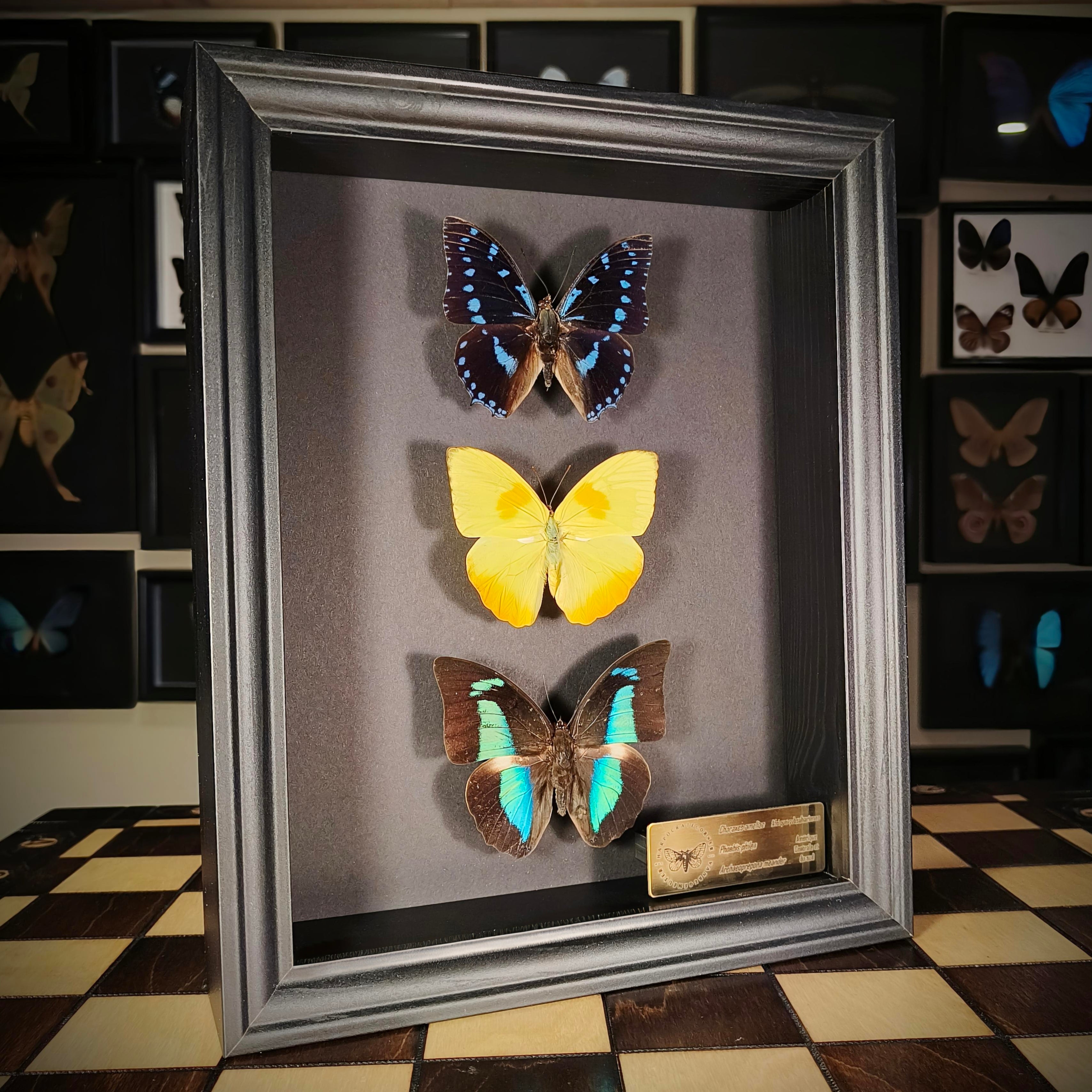 Premium - Charaxes ameliae, Phoebis philea, Archaeoprepona meander