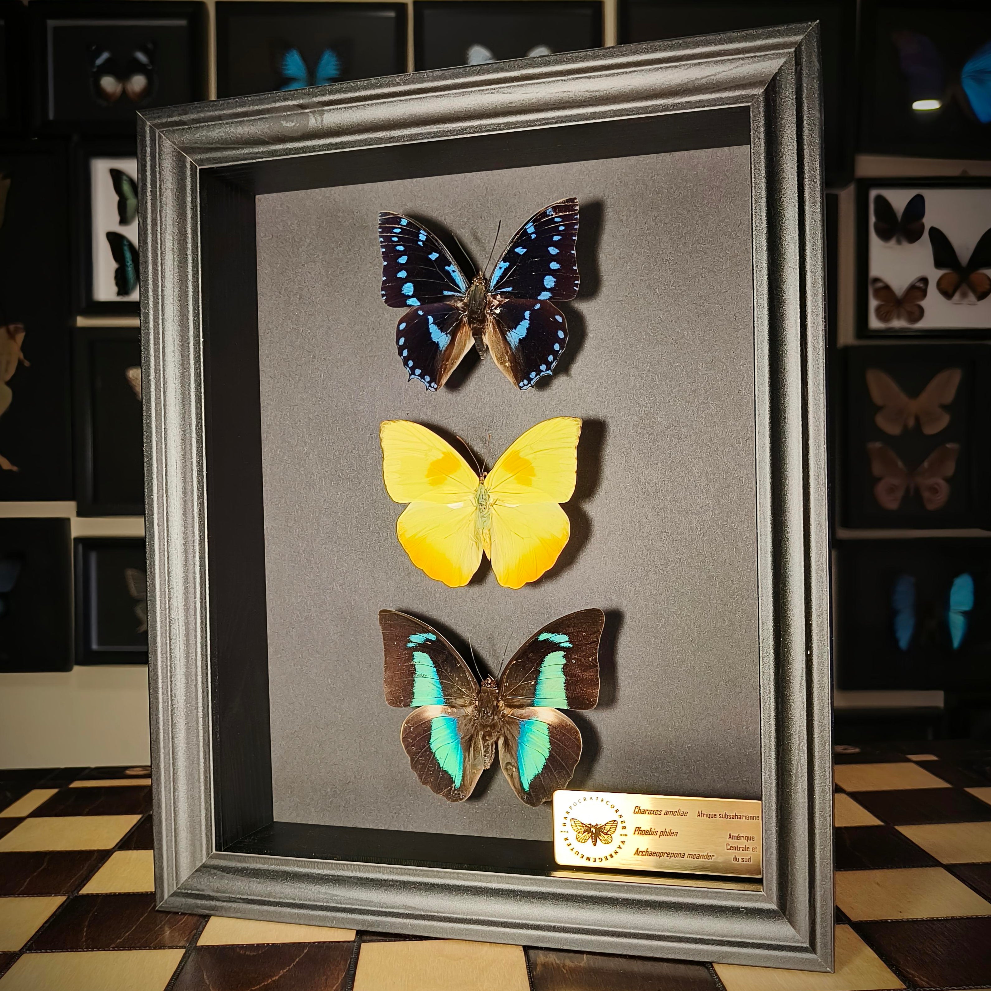 Premium - Charaxes ameliae, Phoebis philea, Archaeoprepona meander