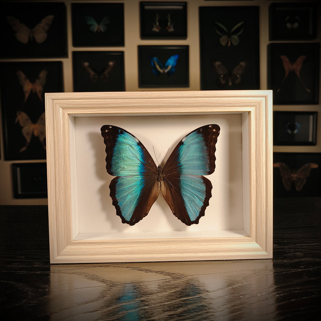 Morpho helenor