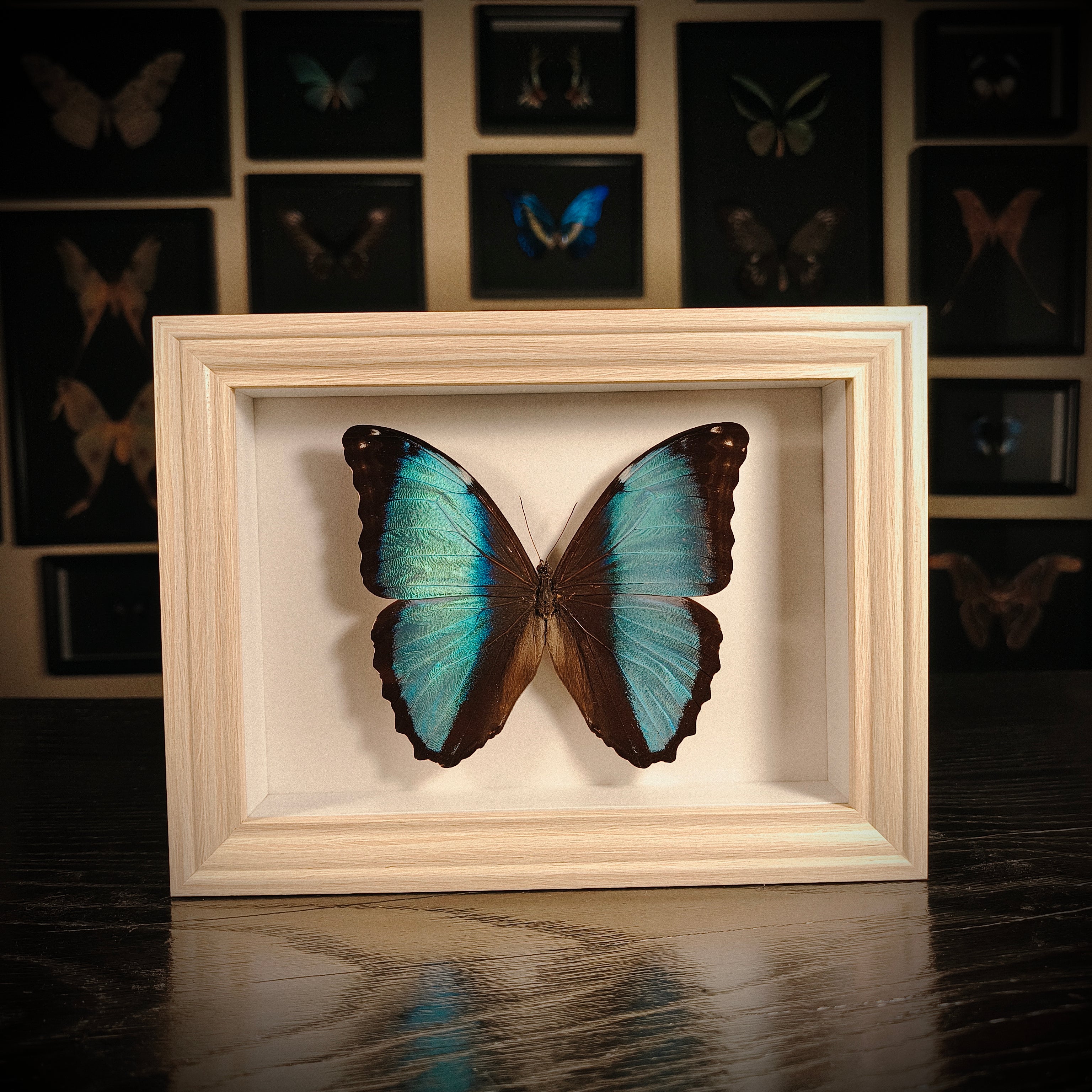 Morpho helenor