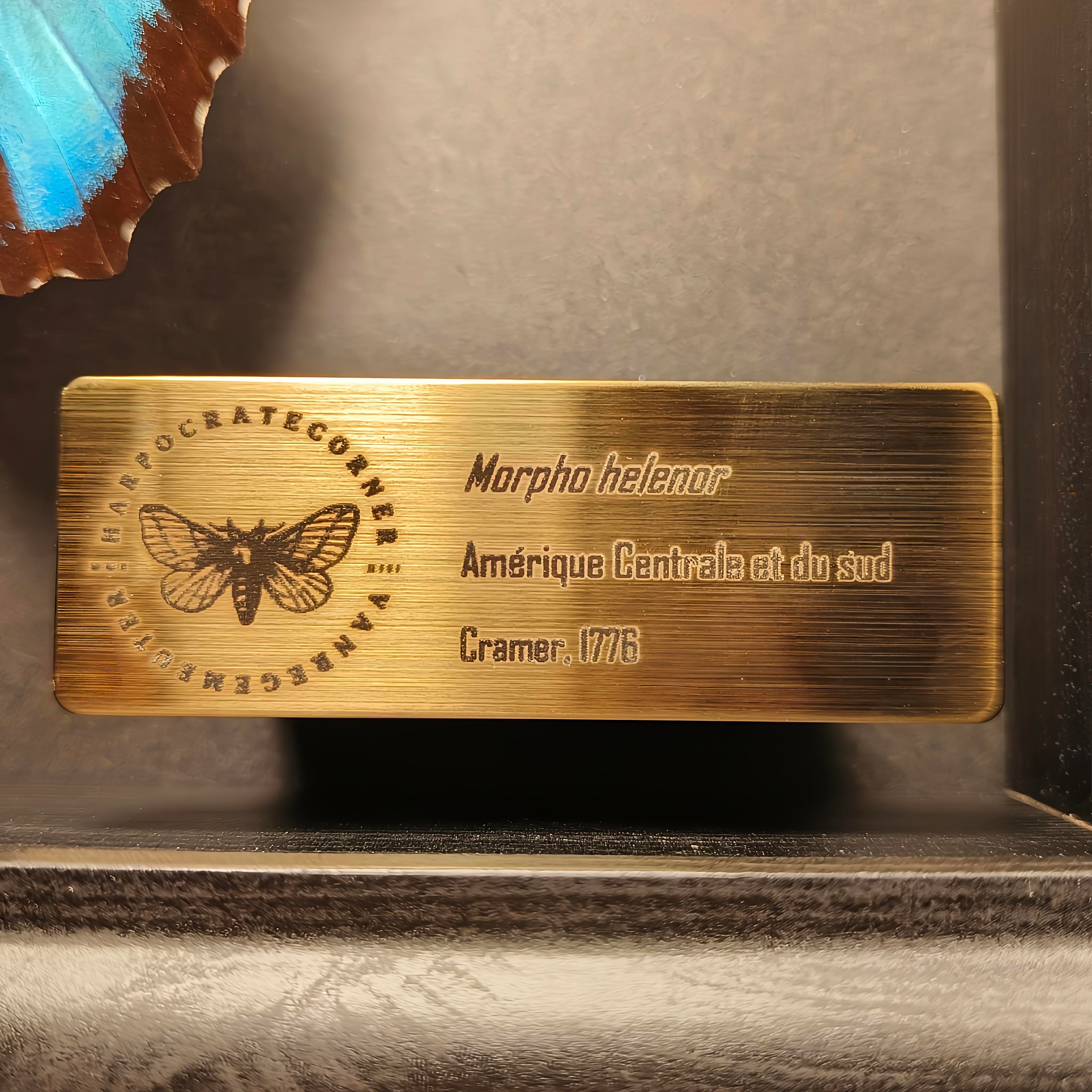 Premium - Morpho helenor