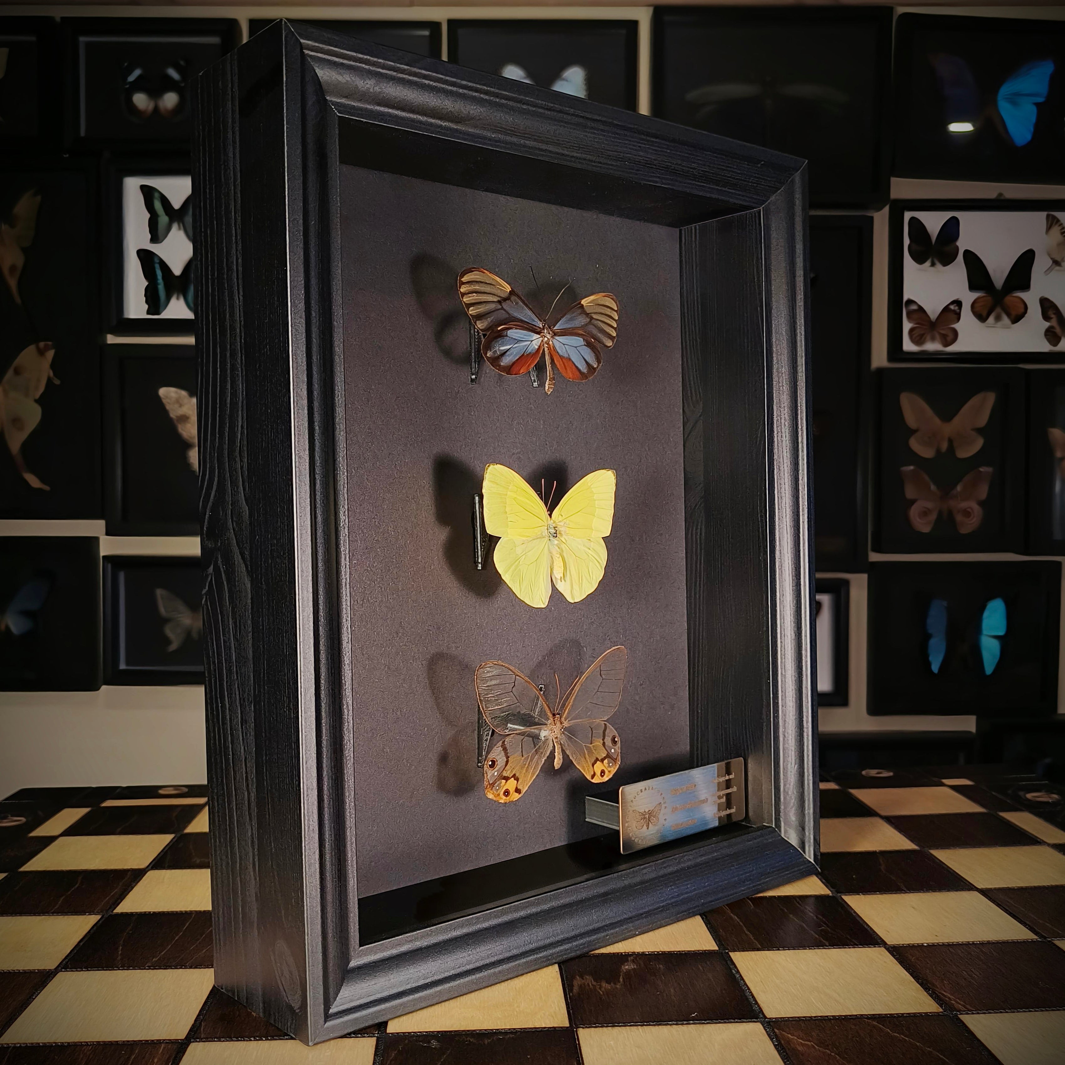 Premium - Godyris duilia, Aphrissa fluminensis, Haetera piera