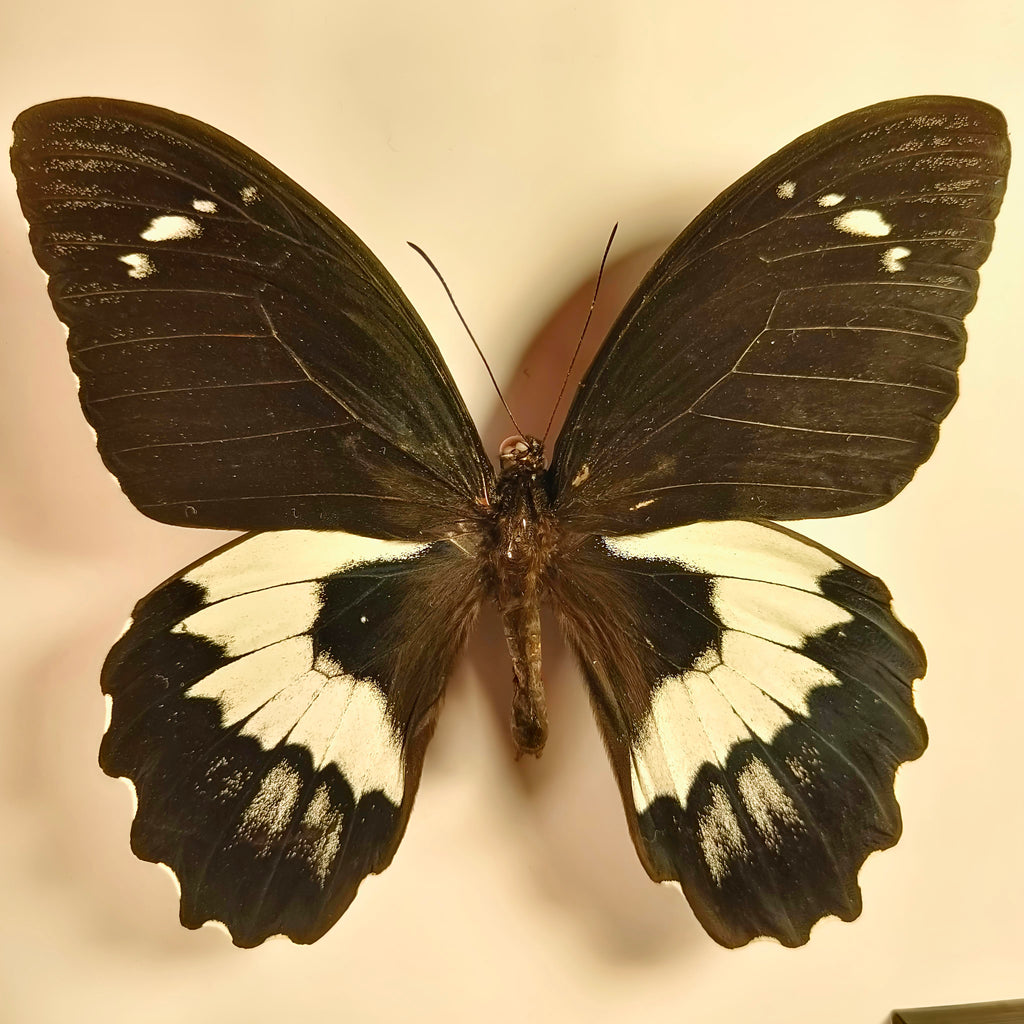 Premium - Papilio gambrisius